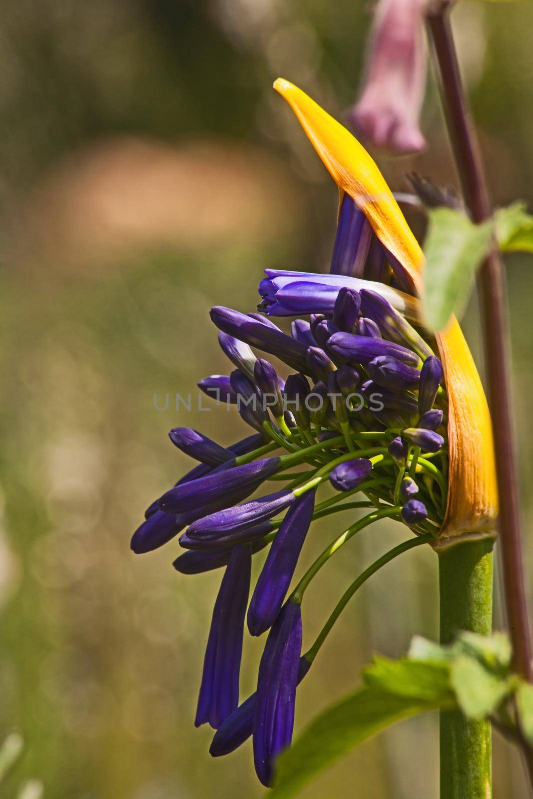 Agapanthus (Agapanthus praecox) flowers opening.