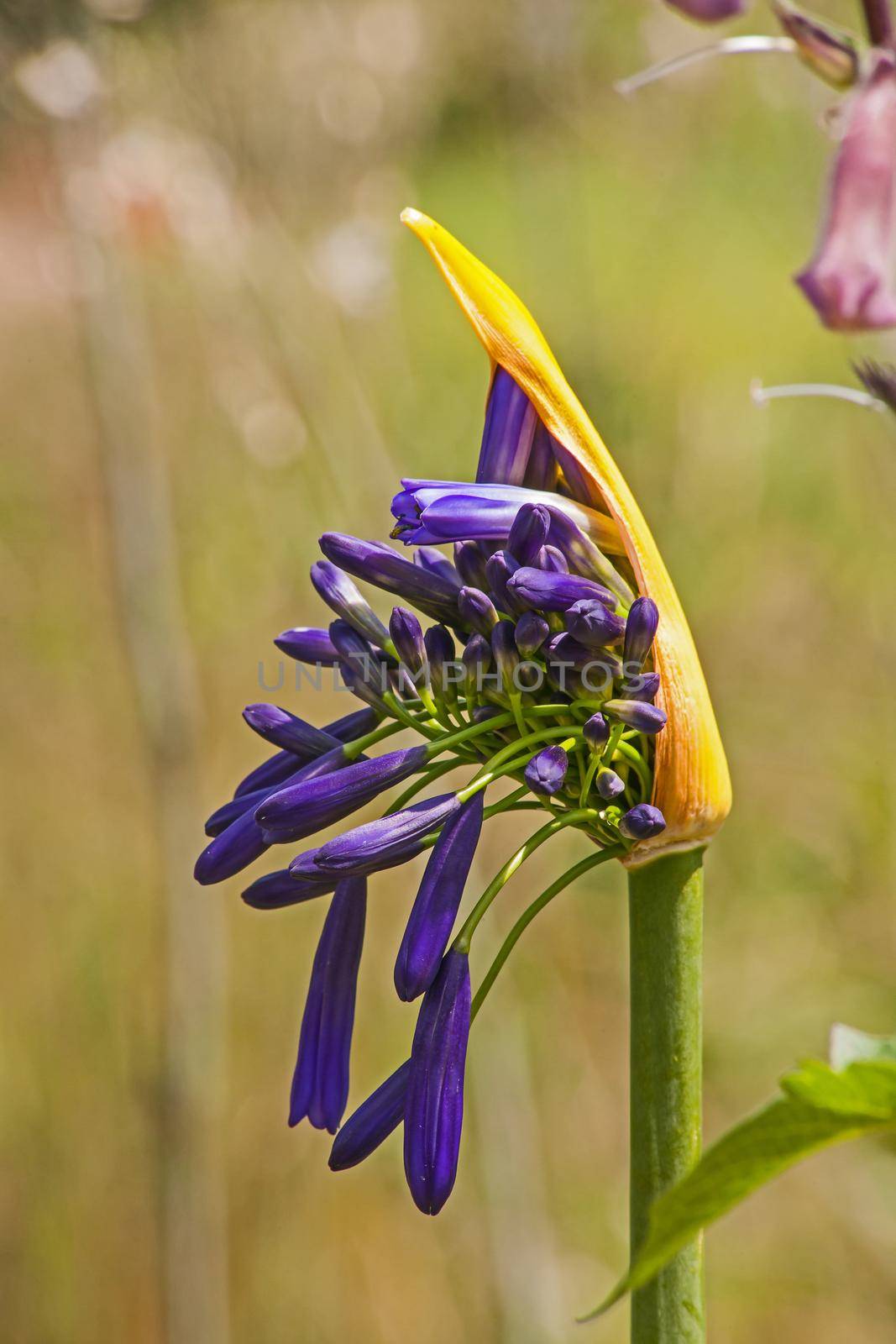 Agapanthus (Agapanthus praecox) flowers opening.