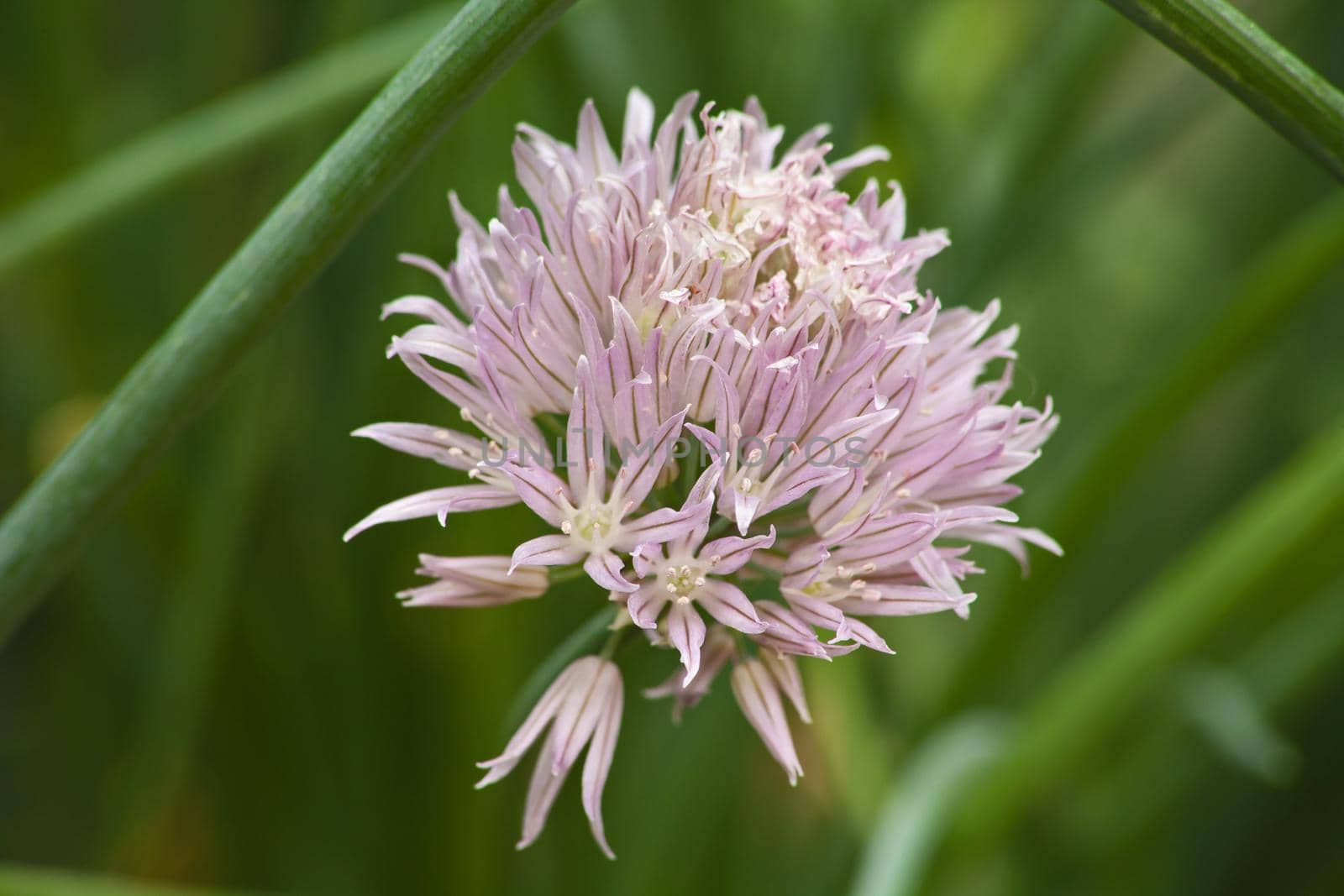 Macro image if the  inflorescence of Chives