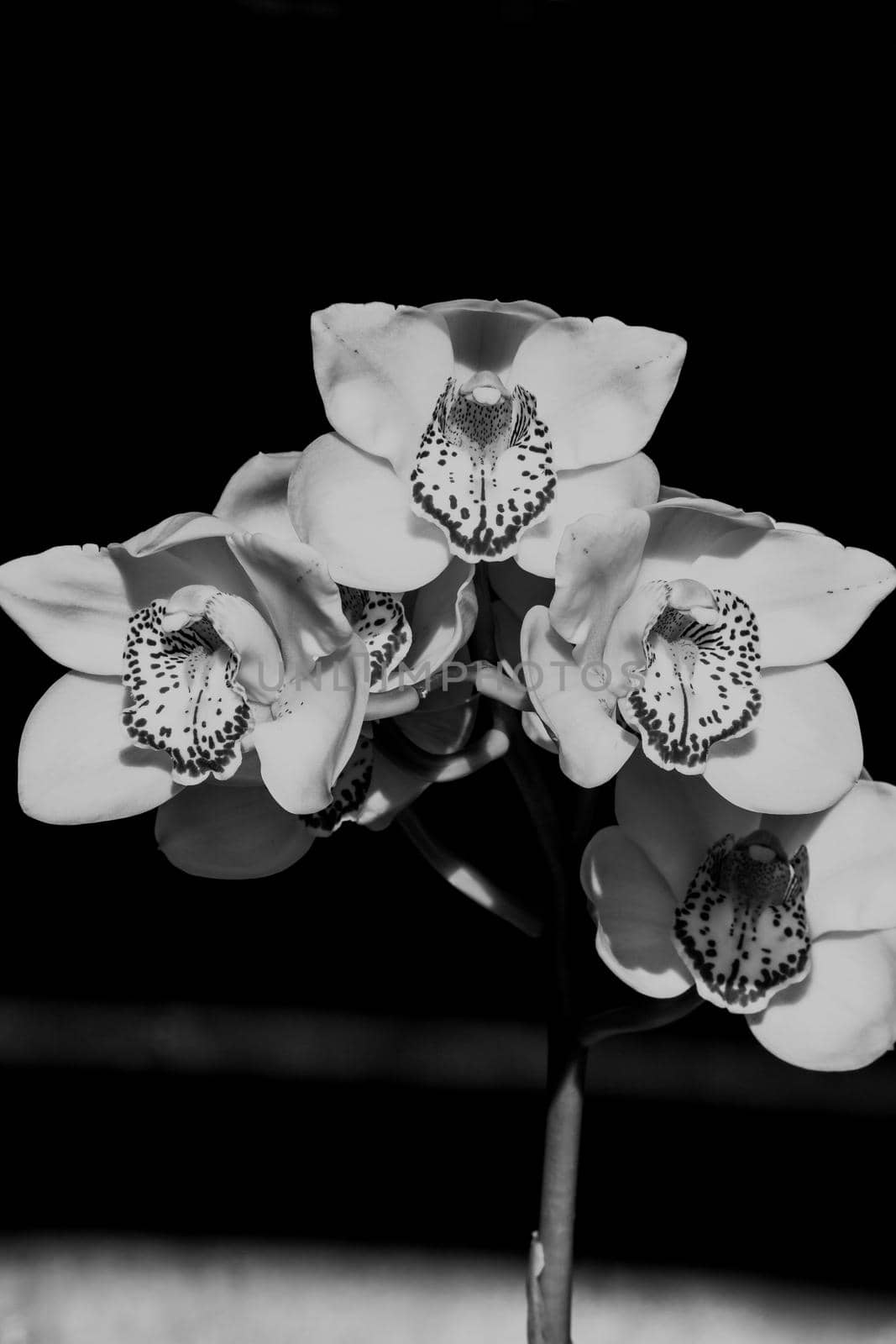 A monochrome image of a flower spike of the Cymbidium Orchid on a black background