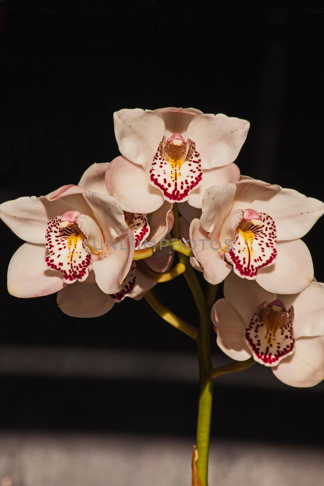 A flower spike of the Cymbidium Orchid on a black background