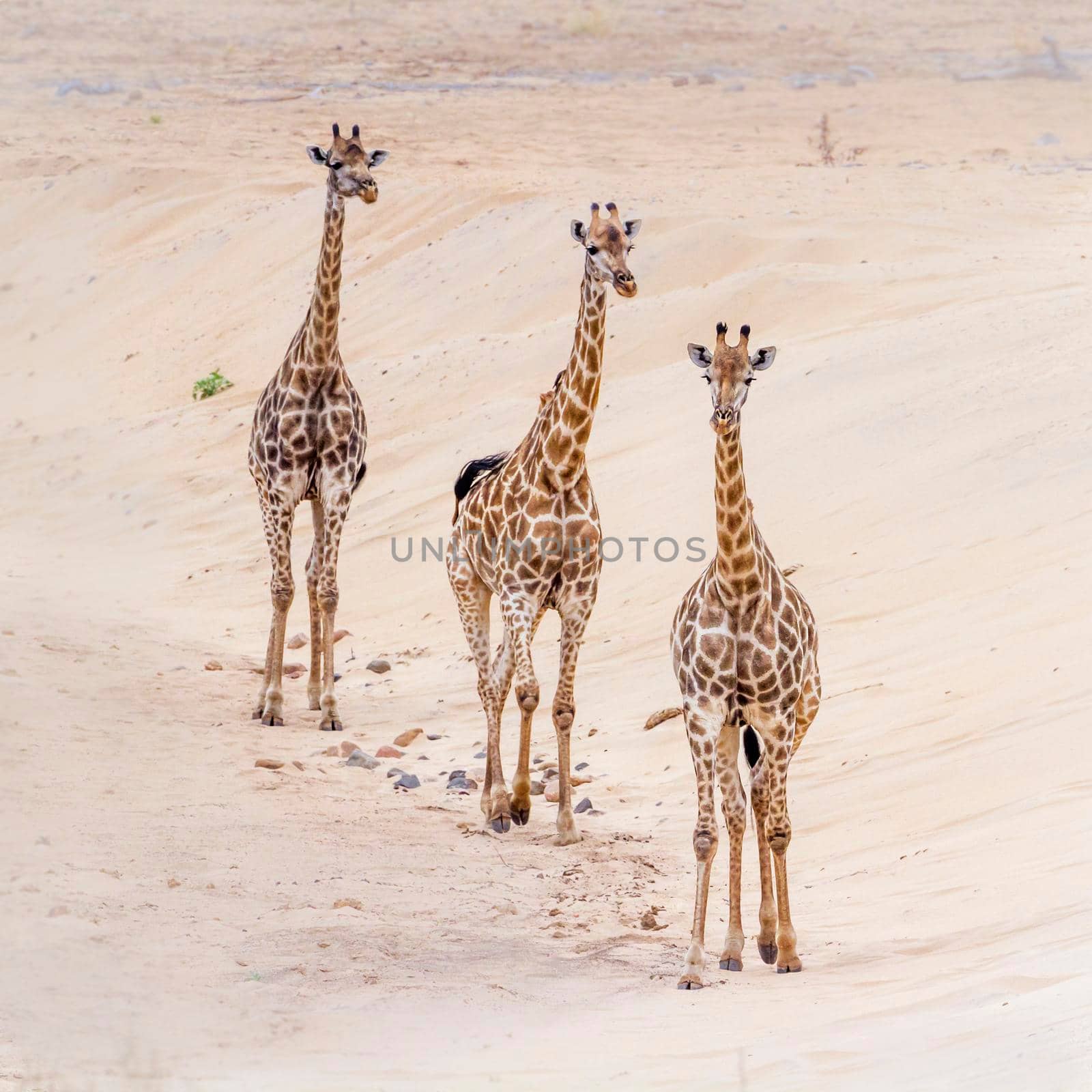 Giraffe in Kruger National park, South Africa ; Specie Giraffa camelopardalis family of Giraffidae