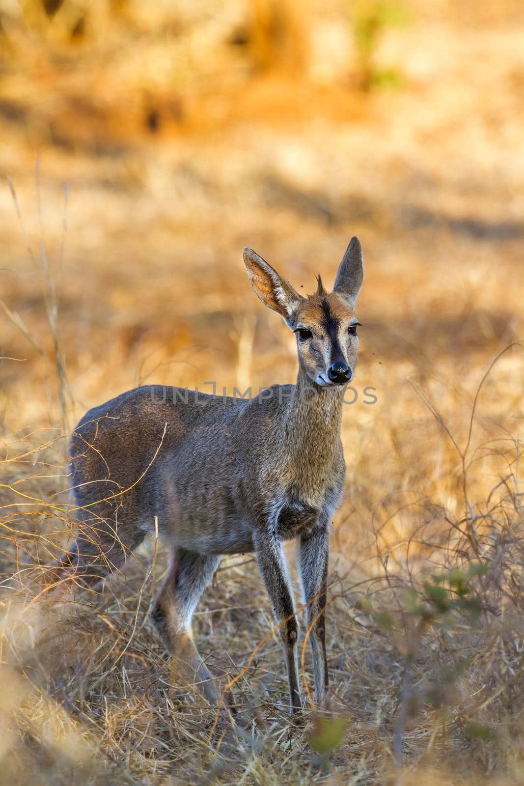 Common duiker in Kruger National park, South Africa by PACOCOMO