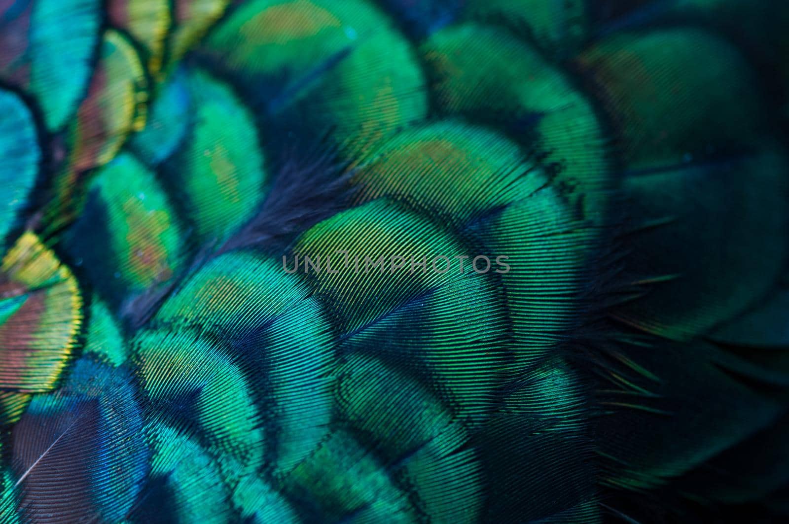 Close up of the  peacock feathers .Macro blue feather, Feather, Bird, Animal. Macro photograph.