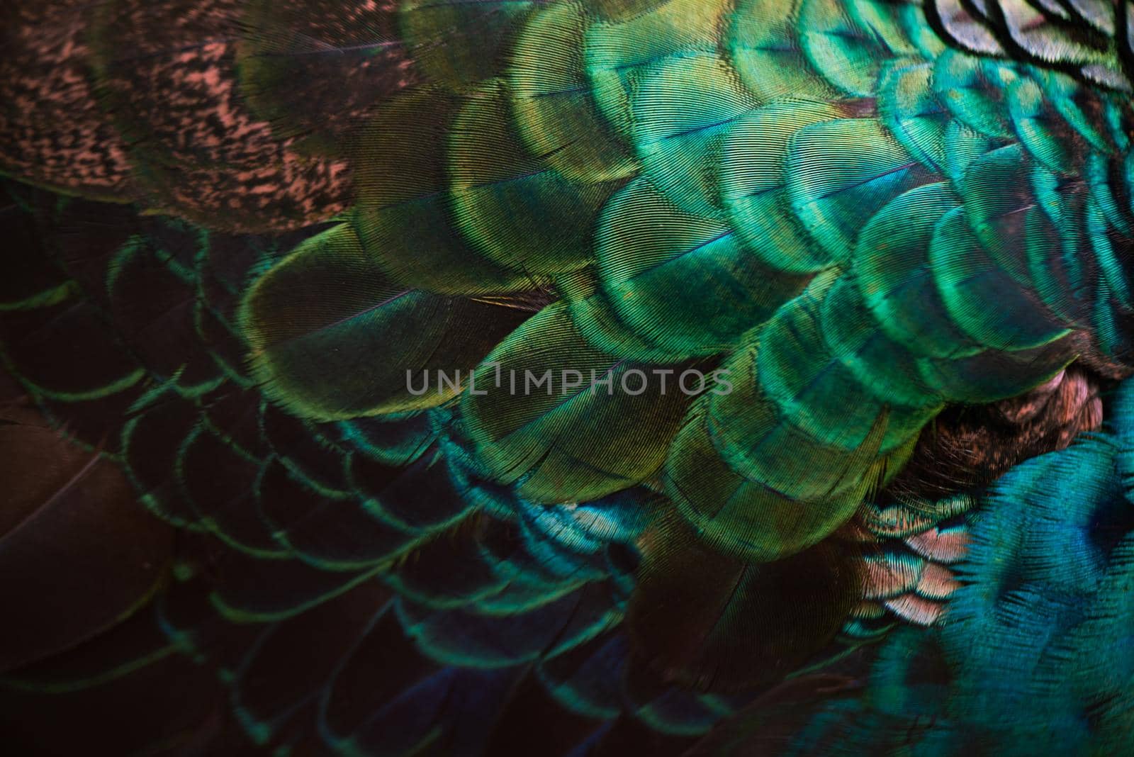 Close up of the  peacock feathers .Macro blue feather, Feather, Bird, Animal. Macro photograph.