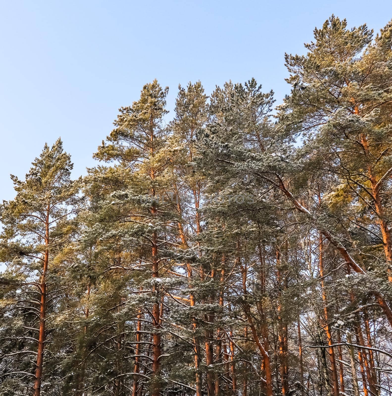 Snowy winter forest in a sunny day. Snow-covered pines in sunlight on a background of blue sky