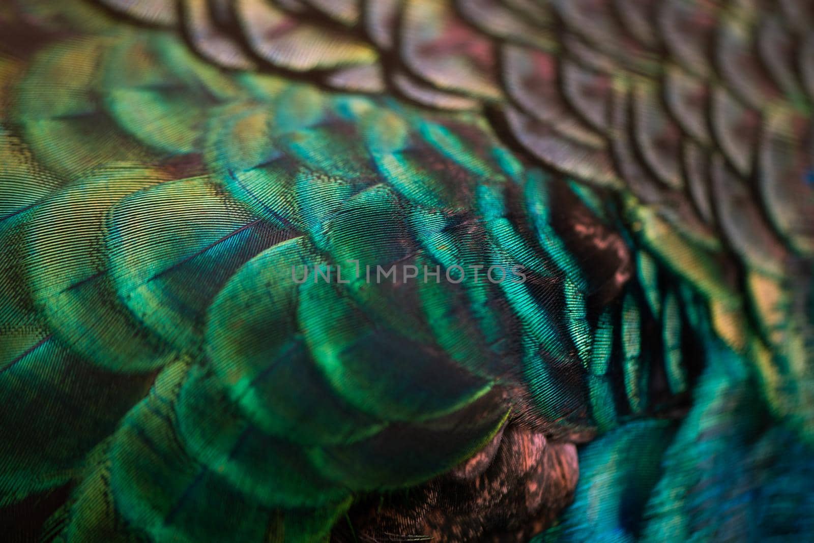 Close up of the  peacock feathers .Macro blue feather, Feather, Bird, Animal. Macro photograph. by thanumporn