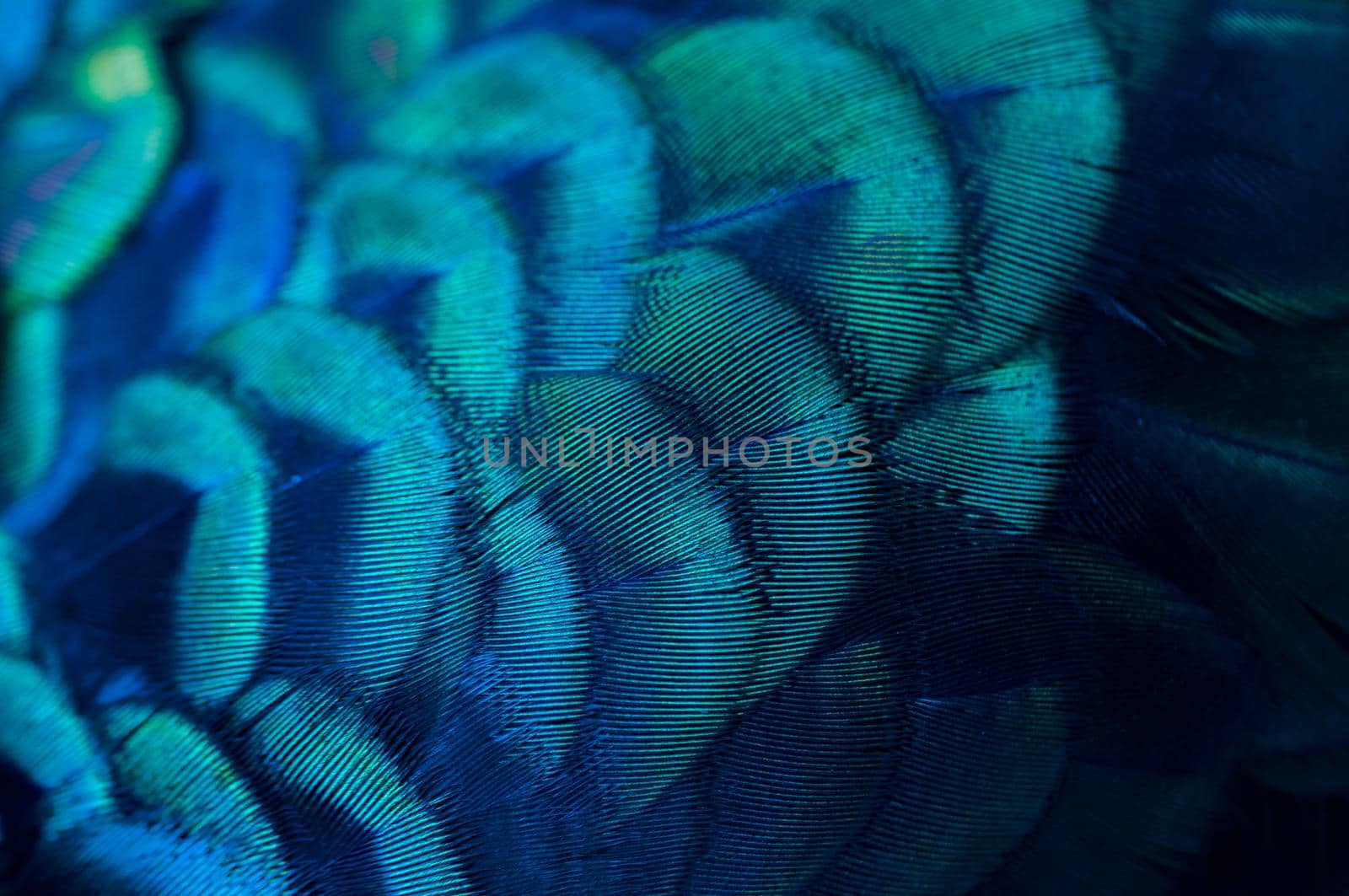 Close up of the  peacock feathers .Macro blue feather, Feather, Bird, Animal. Macro photograph. by thanumporn