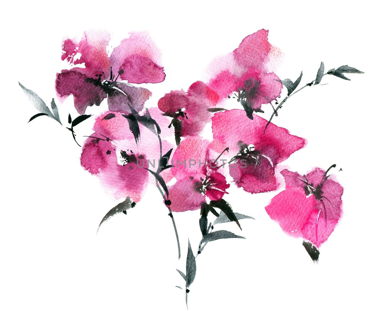 Watercolor illustration of pink flowers bouquet on white background. Oriental traditional sumi-e painting.