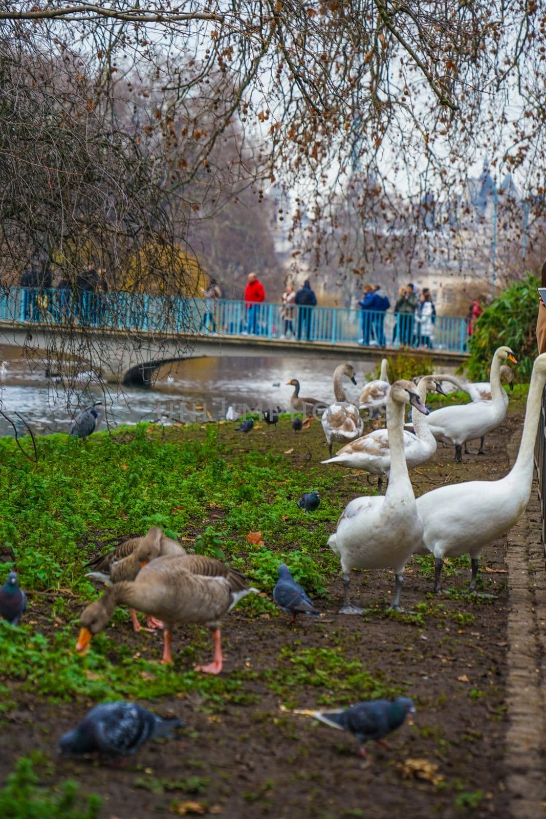 Cute duck of St. James Park. Shooting Location: United Kingdom, London