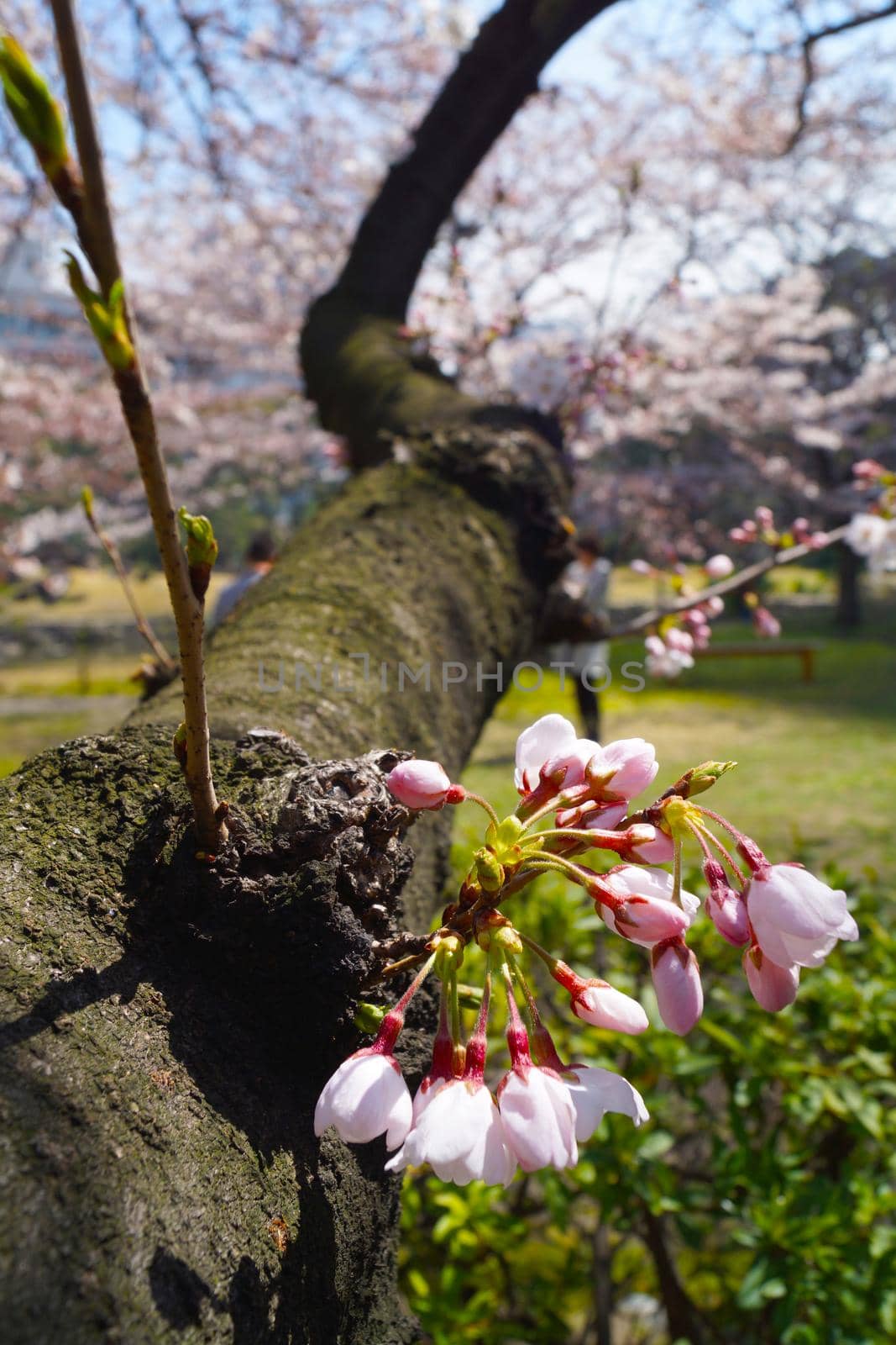 Cherry blossom image. Shooting Location: Tokyo metropolitan area