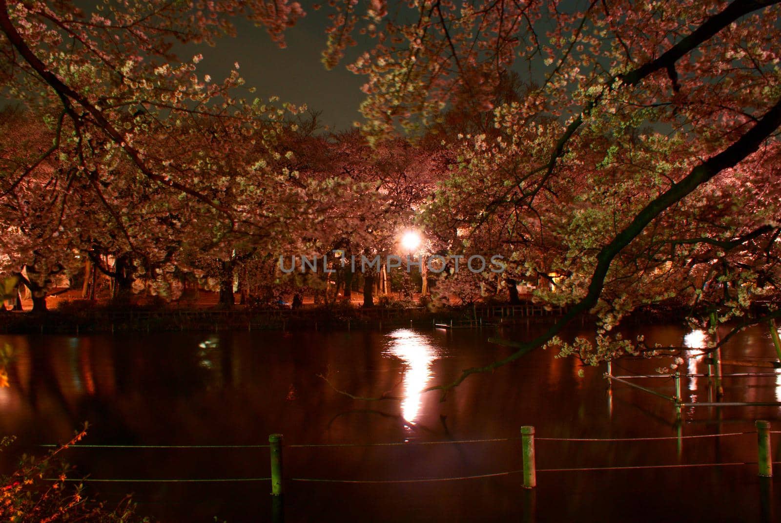 Image of the night cherry blossoms. Shooting Location: Tokyo Chofu City