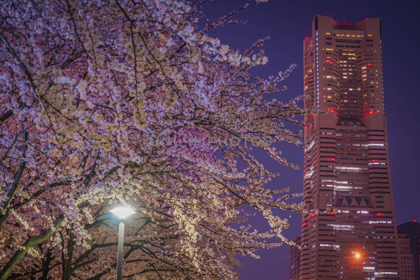 Yokohama, Minato Mirai Night Sakura by kanzilyou