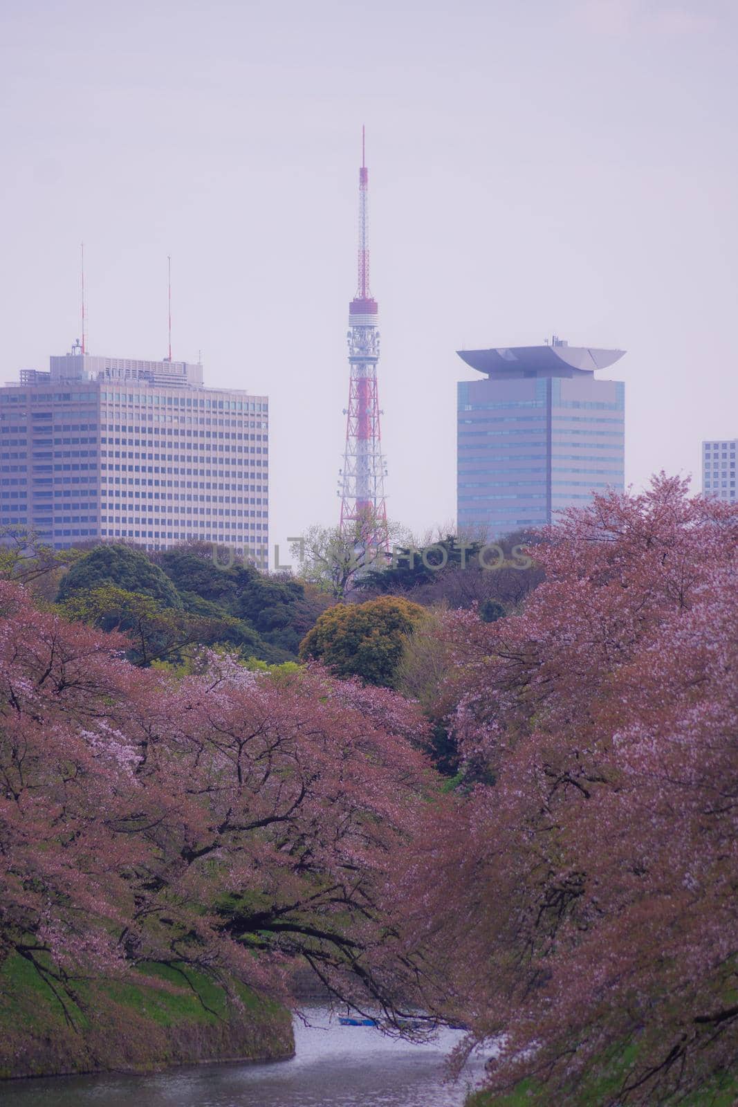 Image of cherry blossoms of Chidorigafuchi. Shooting Location: Tokyo metropolitan area
