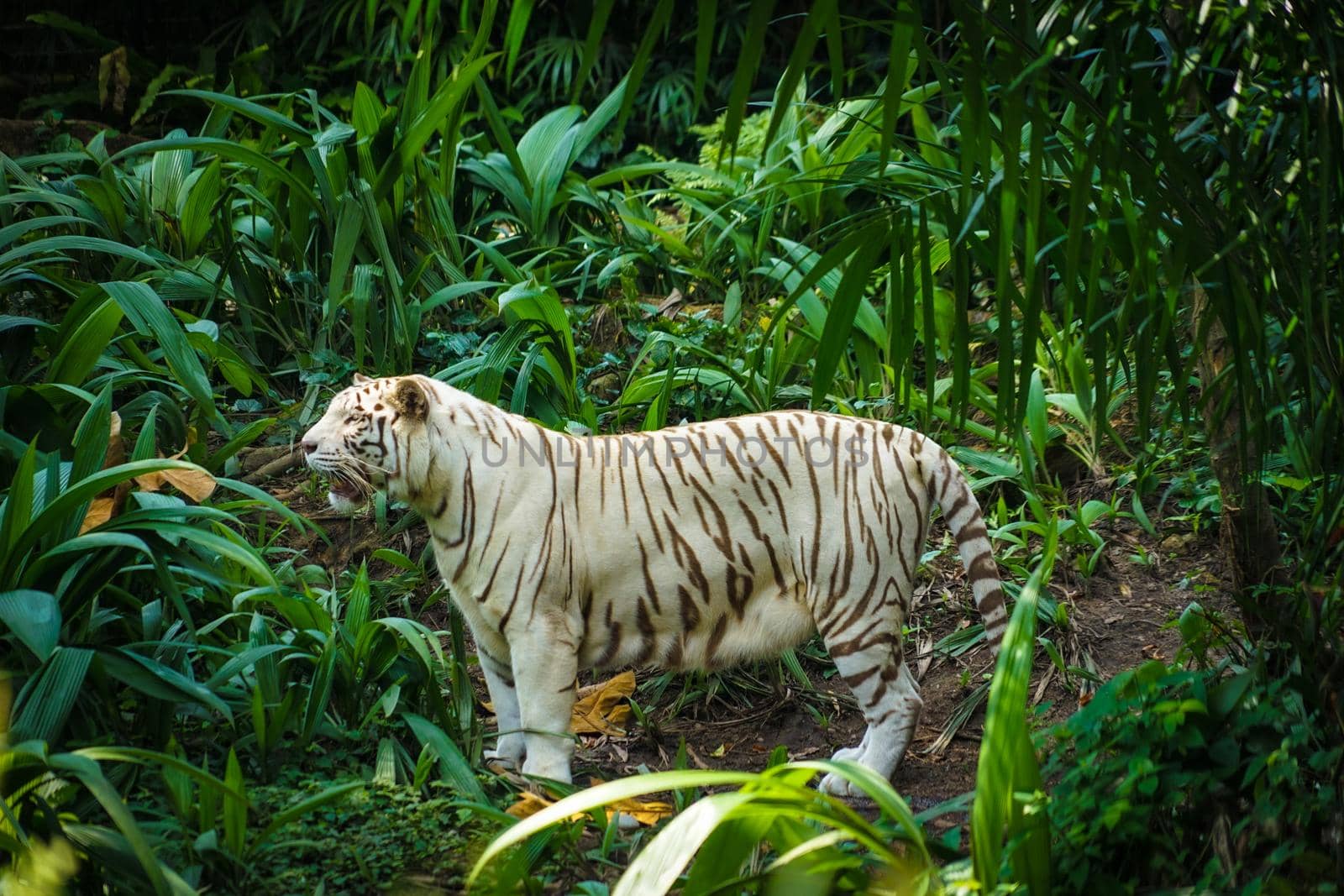 White tiger in jungle. Shooting Location: Singapore