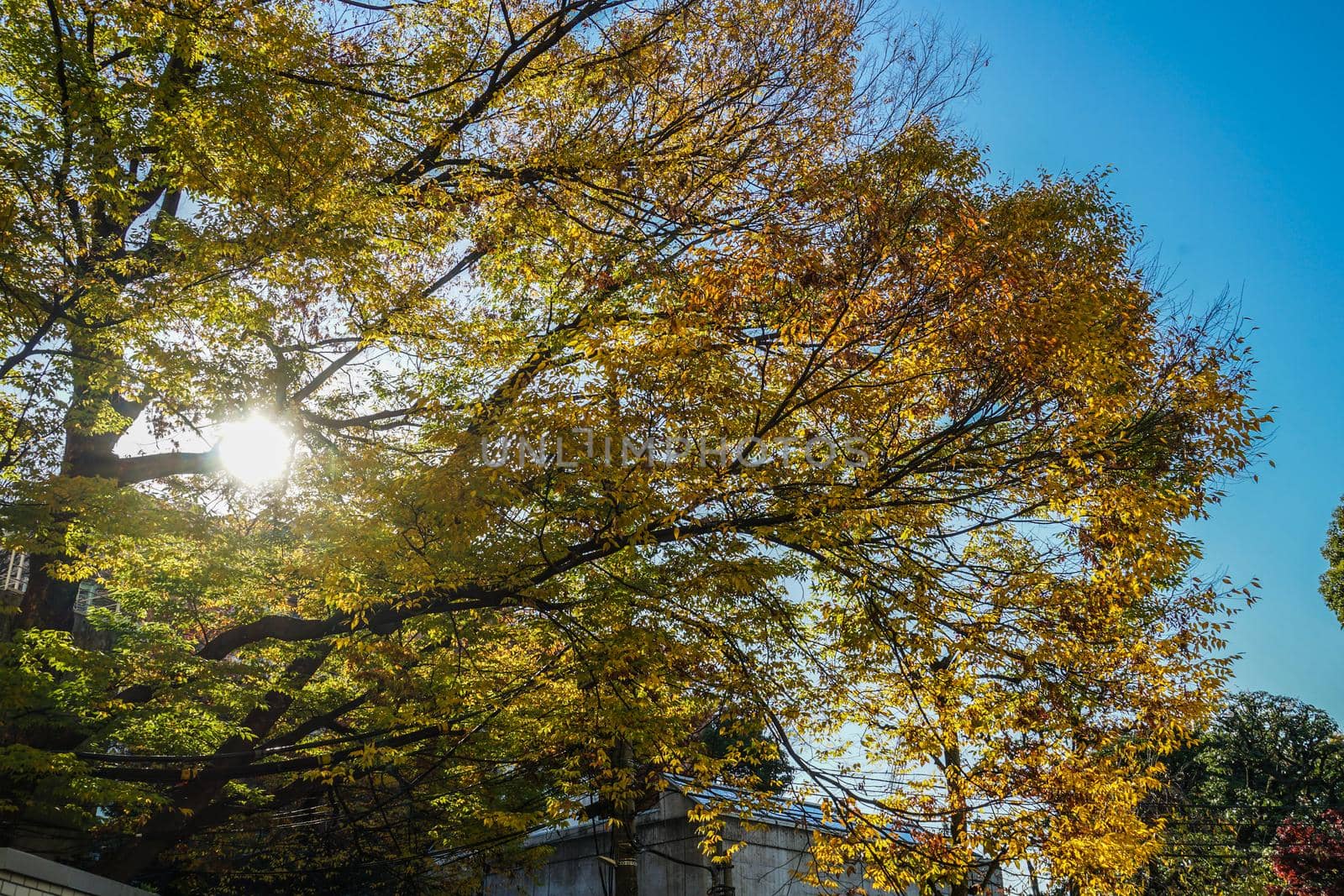 Image of autumn leaves. Shooting Location: Yokohama-city kanagawa prefecture