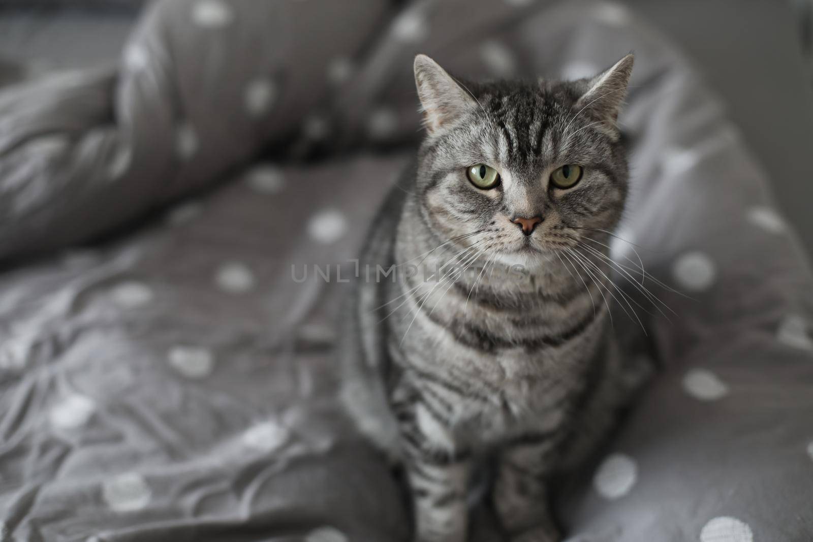 striped gray cat on the gray blanket in bed at home in the morning