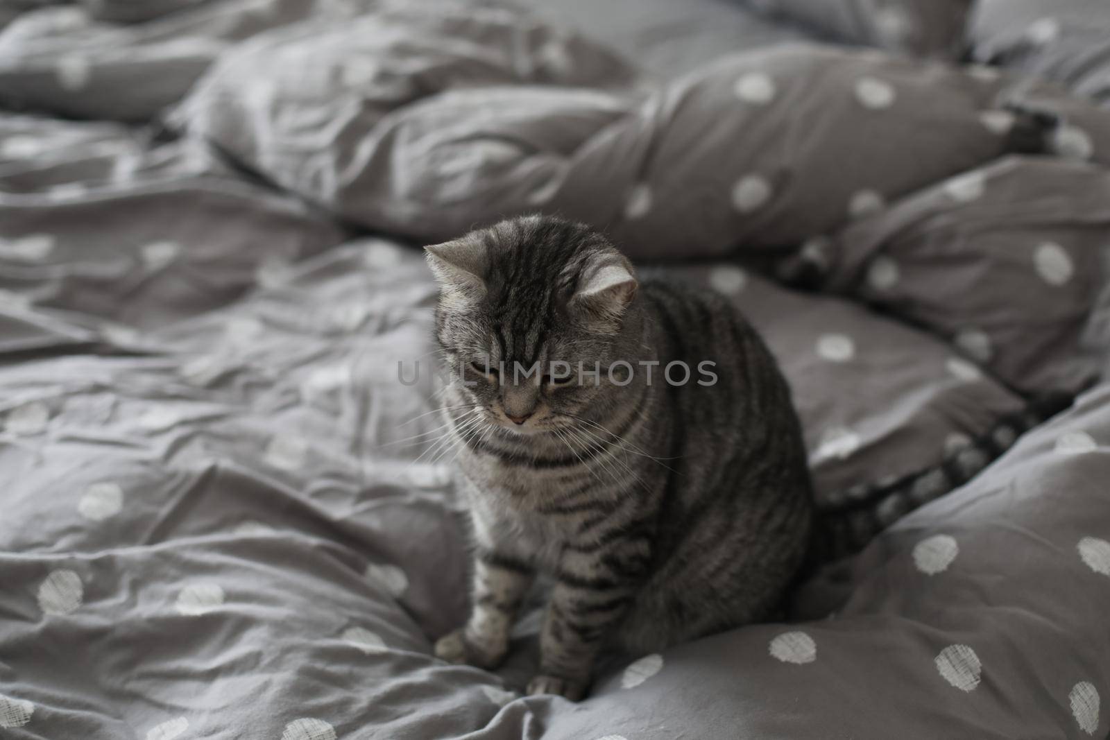 striped gray cat on the gray blanket in bed at home in the morning