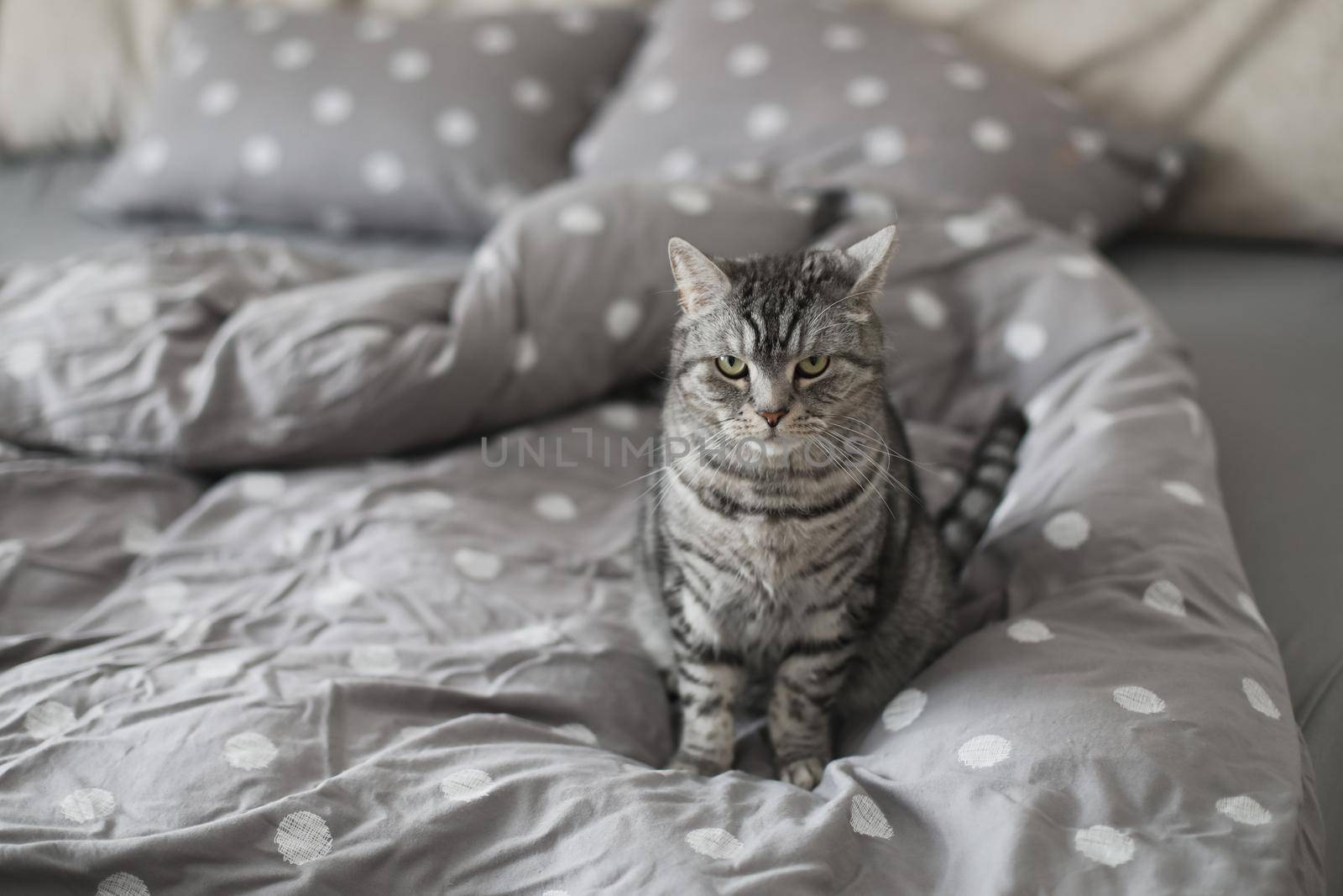 striped gray cat on the gray blanket in bed at home in the morning