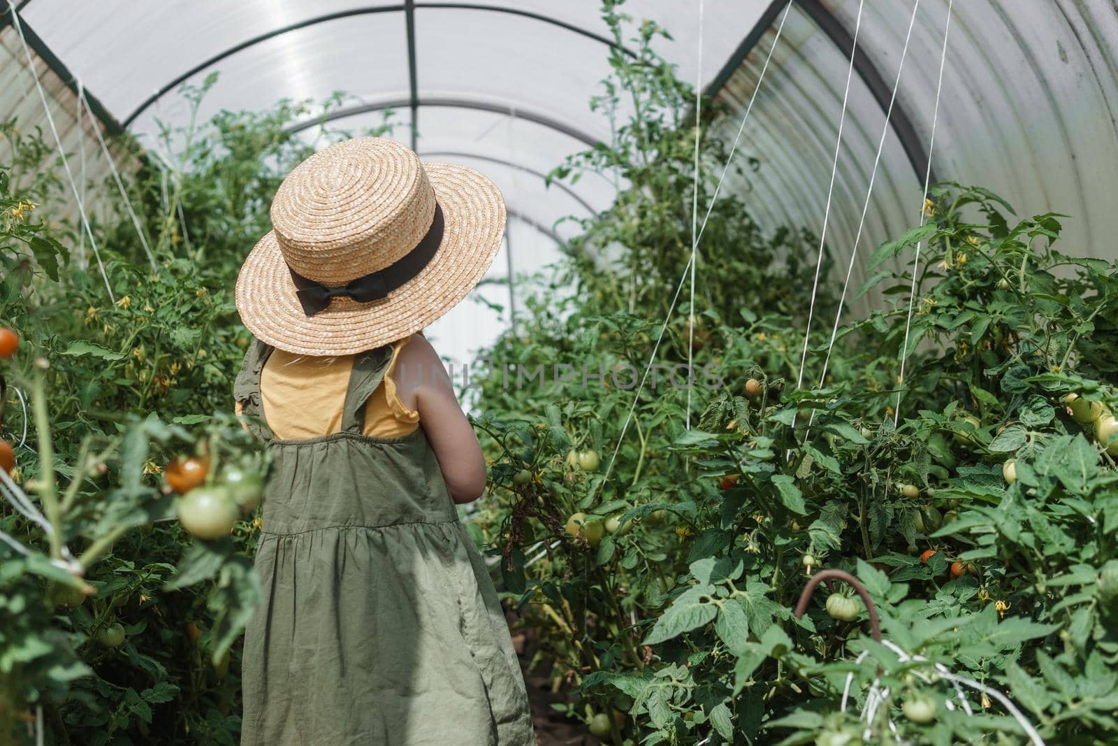 A little girl in a straw hat is picking tomatoes in a greenhouse. Harvest concept