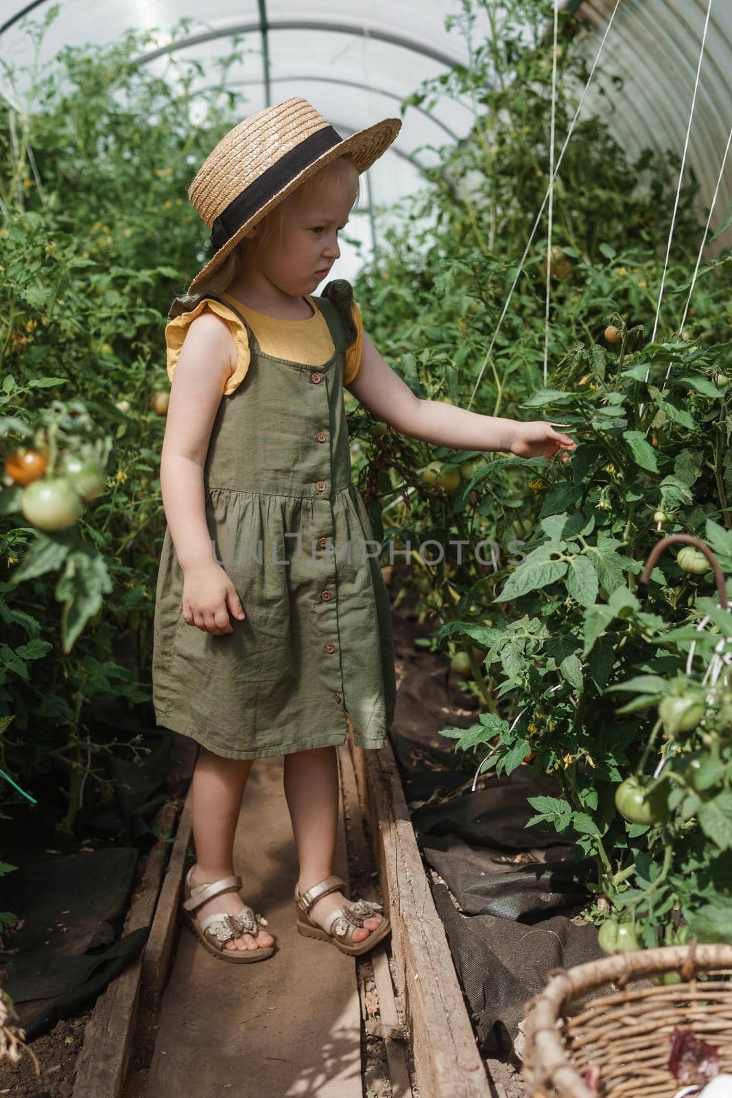 A little girl in a straw hat is picking tomatoes in a greenhouse. Harvest concept