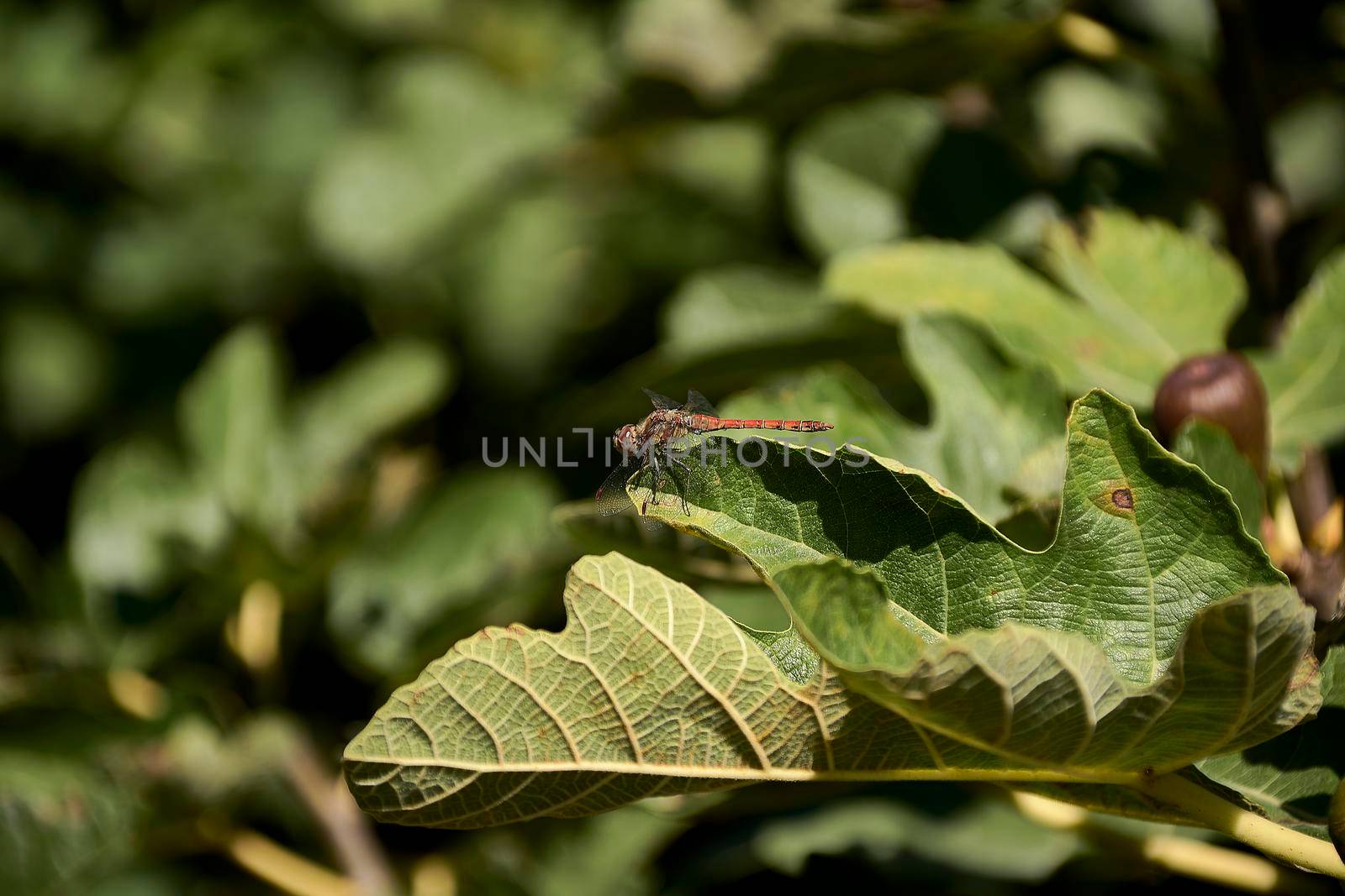 Small dragonfly on fig leaf. Out of focus background, detail and macro photography, frontal view.