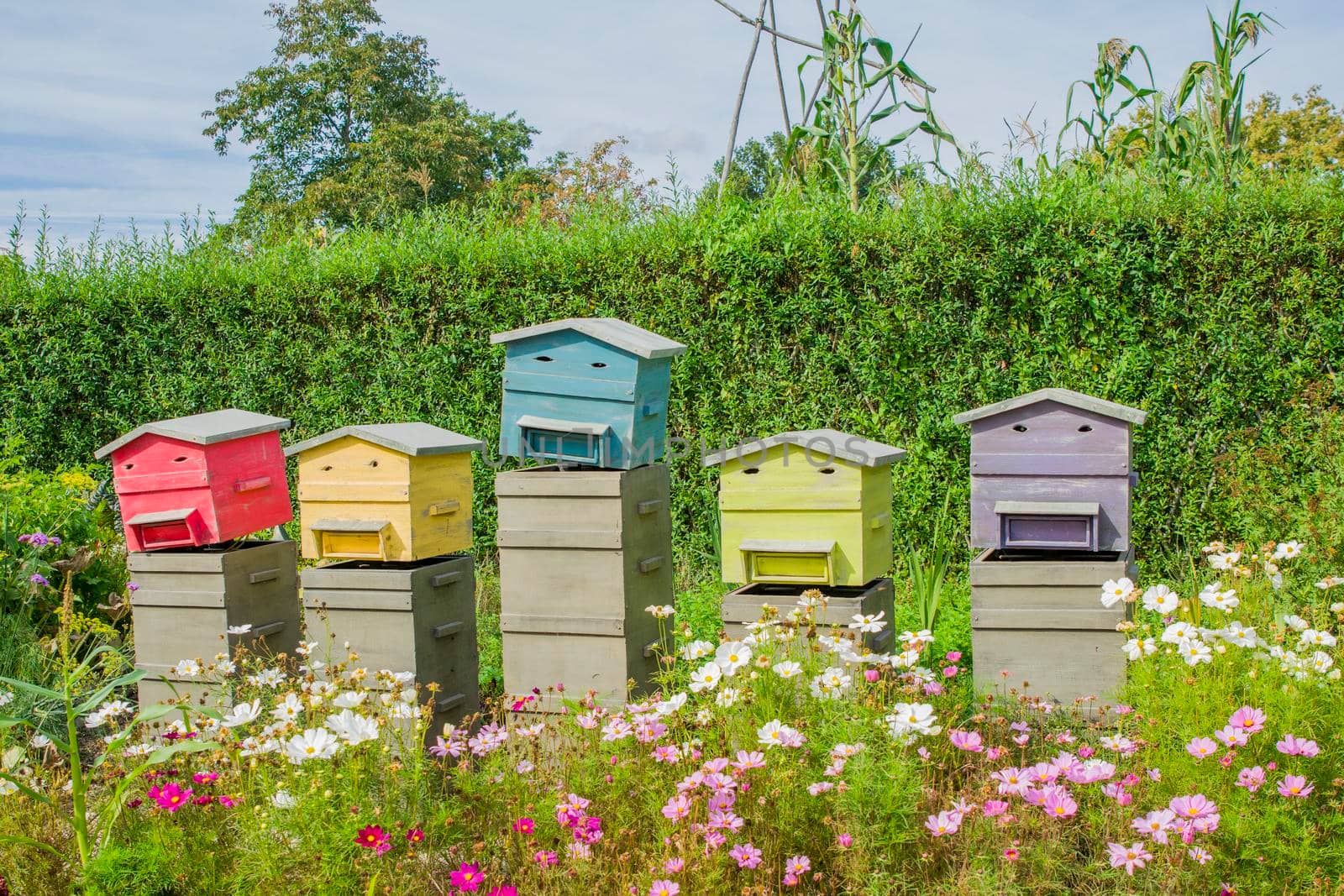 Row of wooden beehives for bees in the field