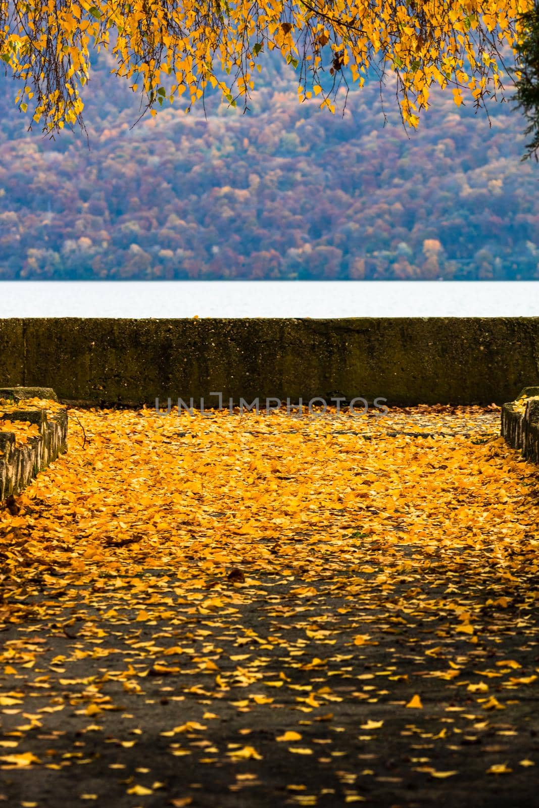 Beautiful autumn path on a sunny day. Autumn season with fallen leaves in autumn colorful park alley. Colorful trees and fallen leaves in autumn park. Beautiful autumn path on a sunny day.