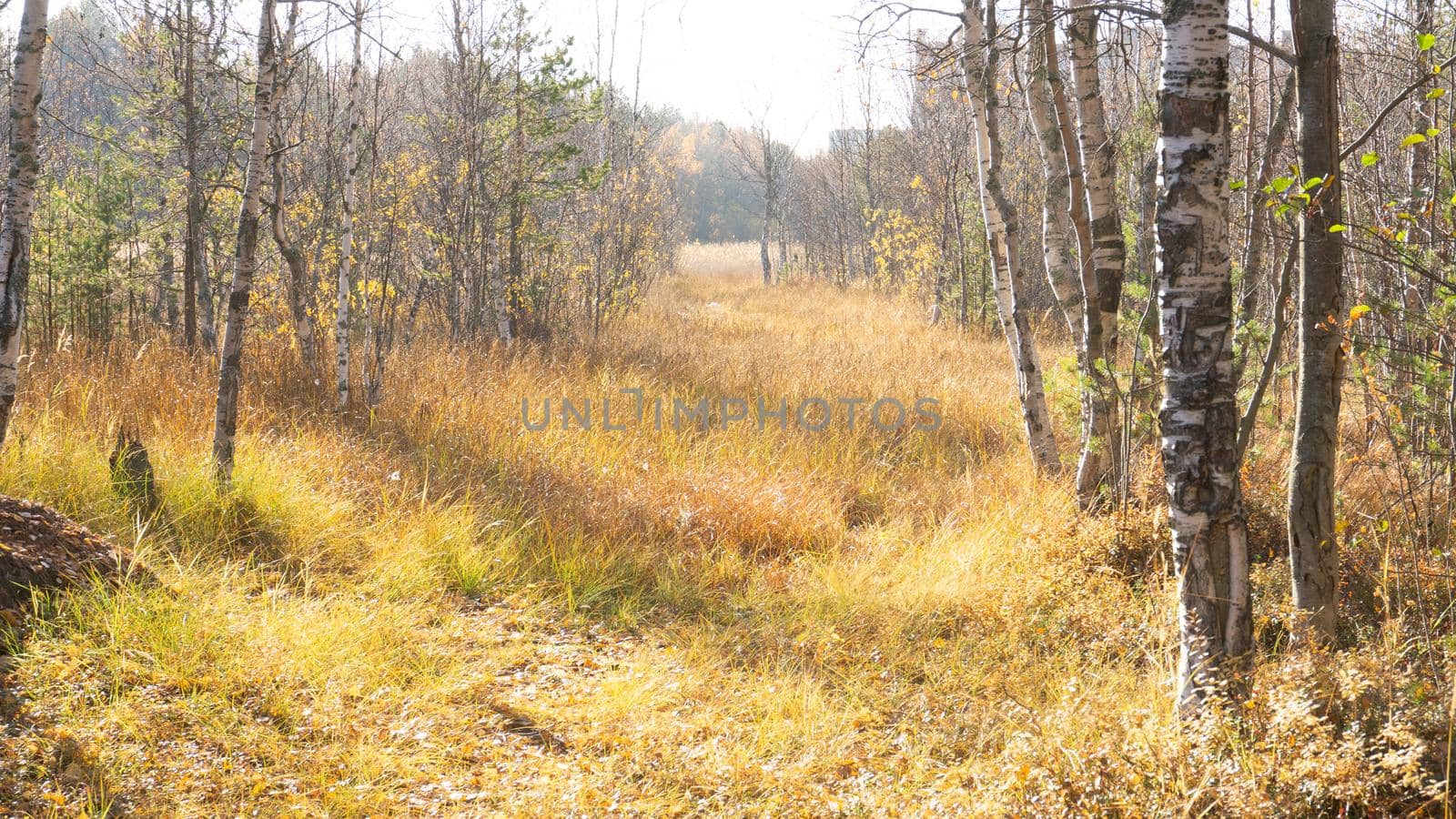 Autumn swamp in the forest with trees without foliage. Russia, northern forest with firs and birches