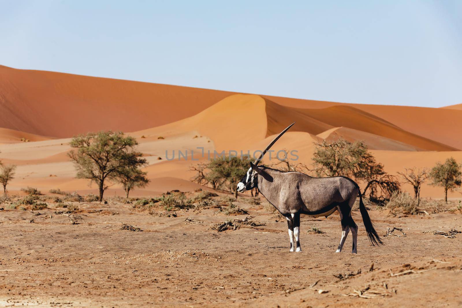 Dead Vlei landscape in Sossusvlei, Namibia Africa by artush