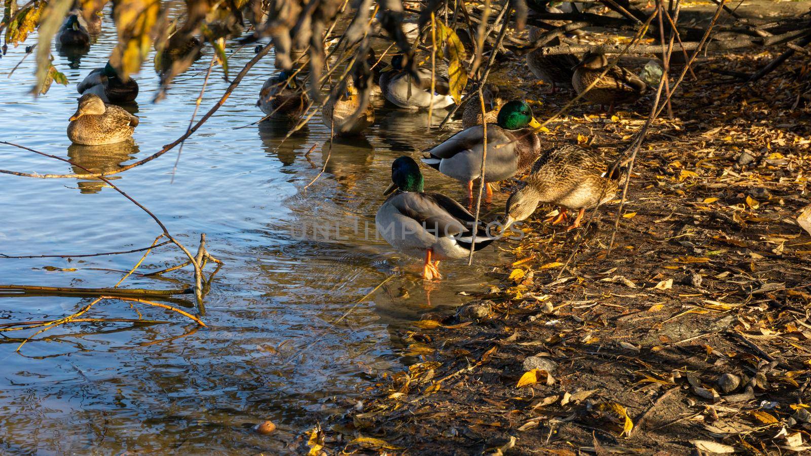 Wild ducks on the lake. Ducks, drakes sit, swim eat