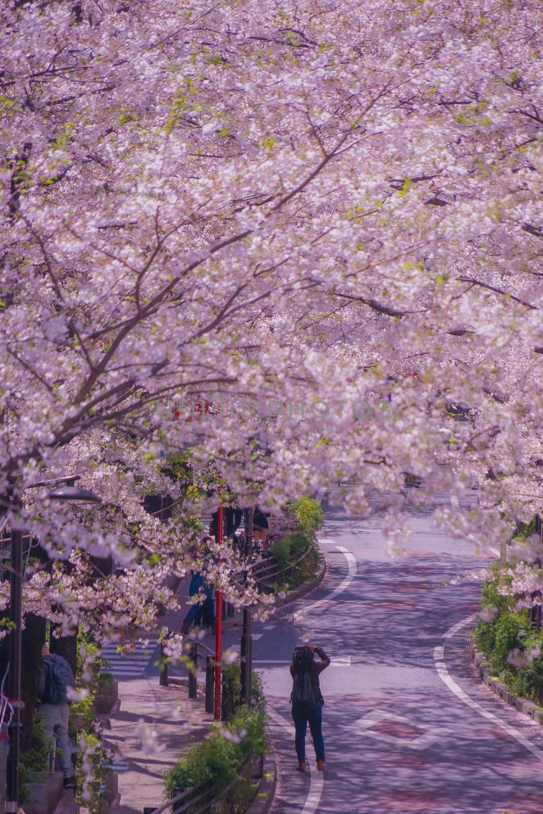 Shibuya Sakura Saka and in full bloom cherry blossoms. Shooting Location: Tokyo metropolitan area