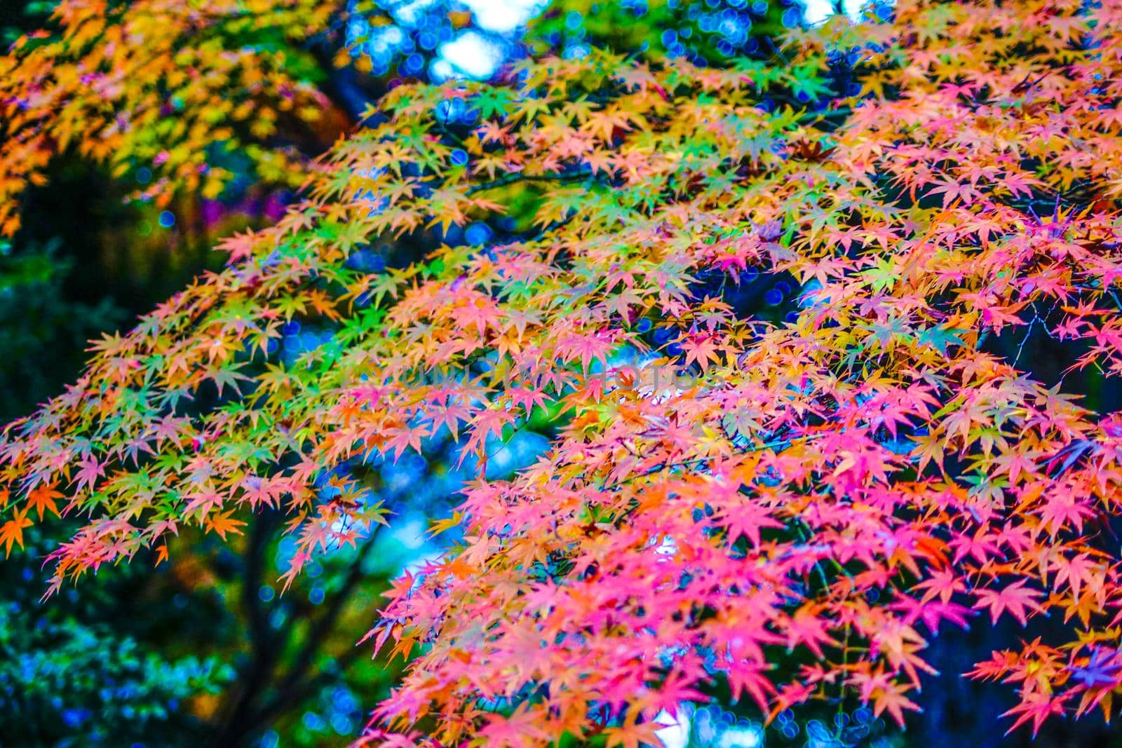 Image of autumn leaves in the Japanese garden. Shooting Location: Tokyo metropolitan area