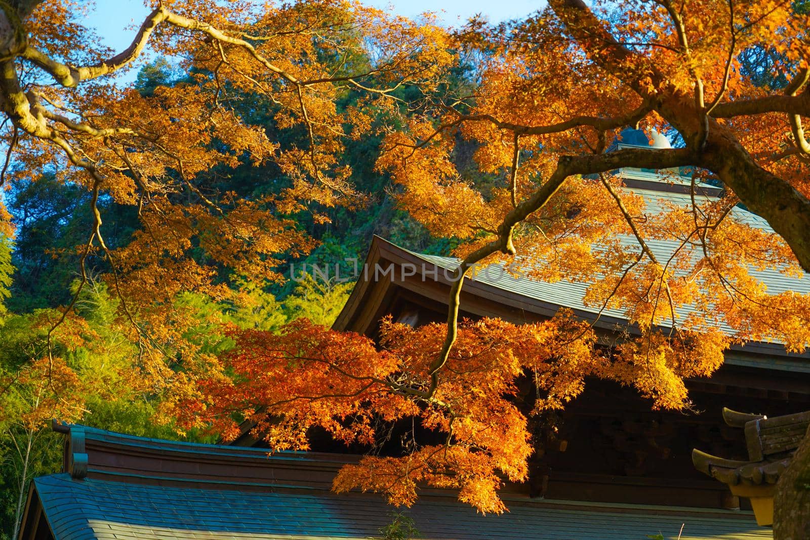 Autumn leaves and Kamakura cityscape. Shooting Location: Kamakura City, Kanagawa Prefecture