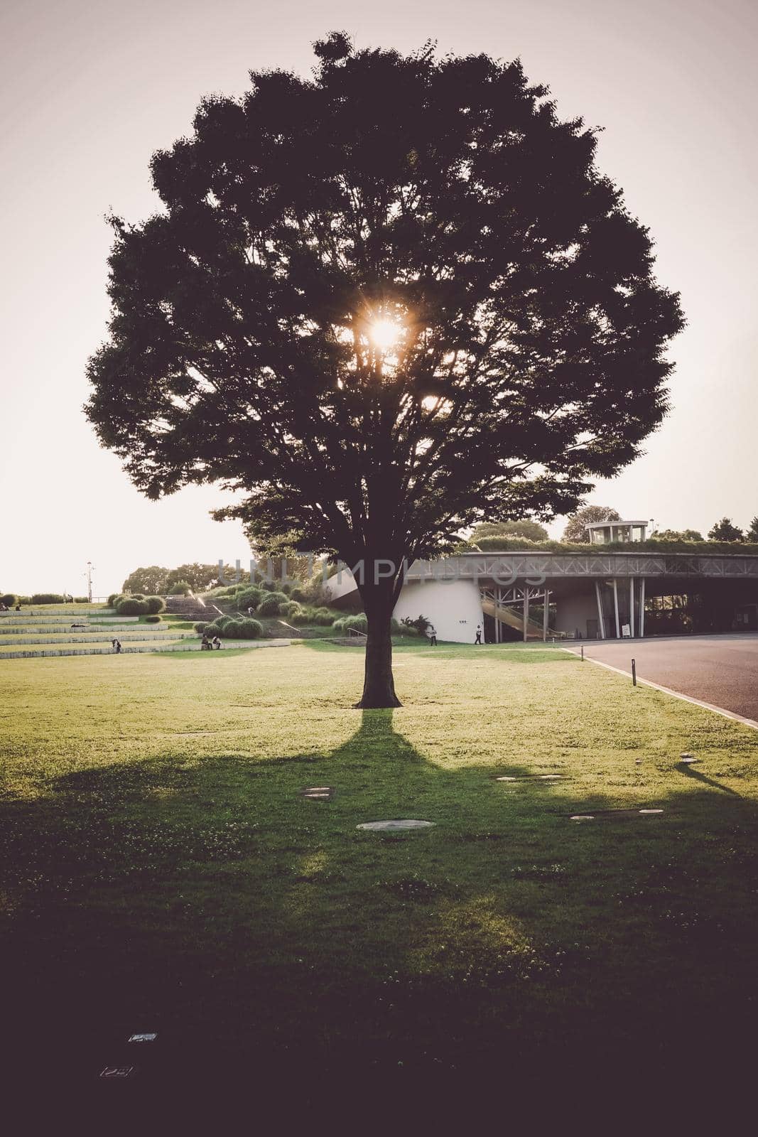 New green large tree and sunshine. Shooting Location: Tachikawa City, Tokyo