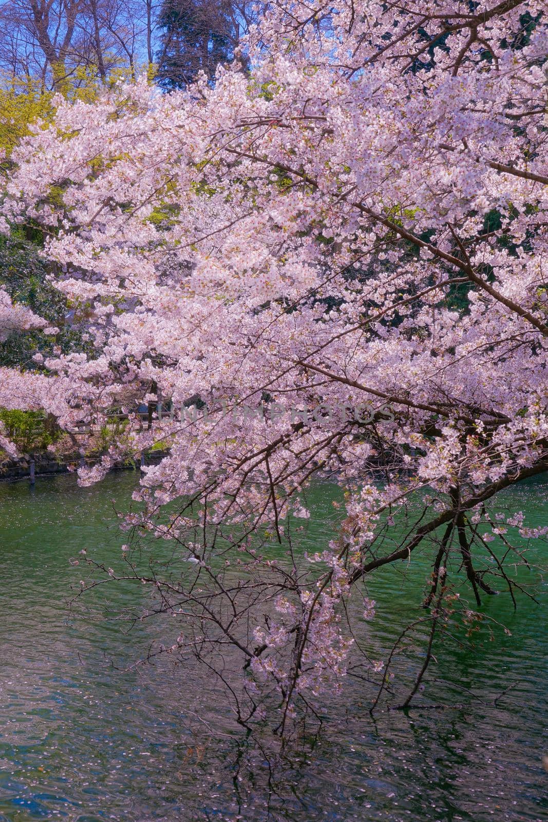 Cherry blossoms in the well park. Shooting Location: Tokyo metropolitan area