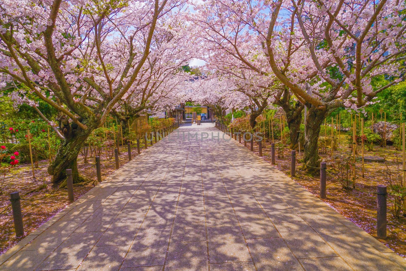 Cherry tunnel in full bloom. Shooting Location: Kamakura City, Kanagawa Prefecture