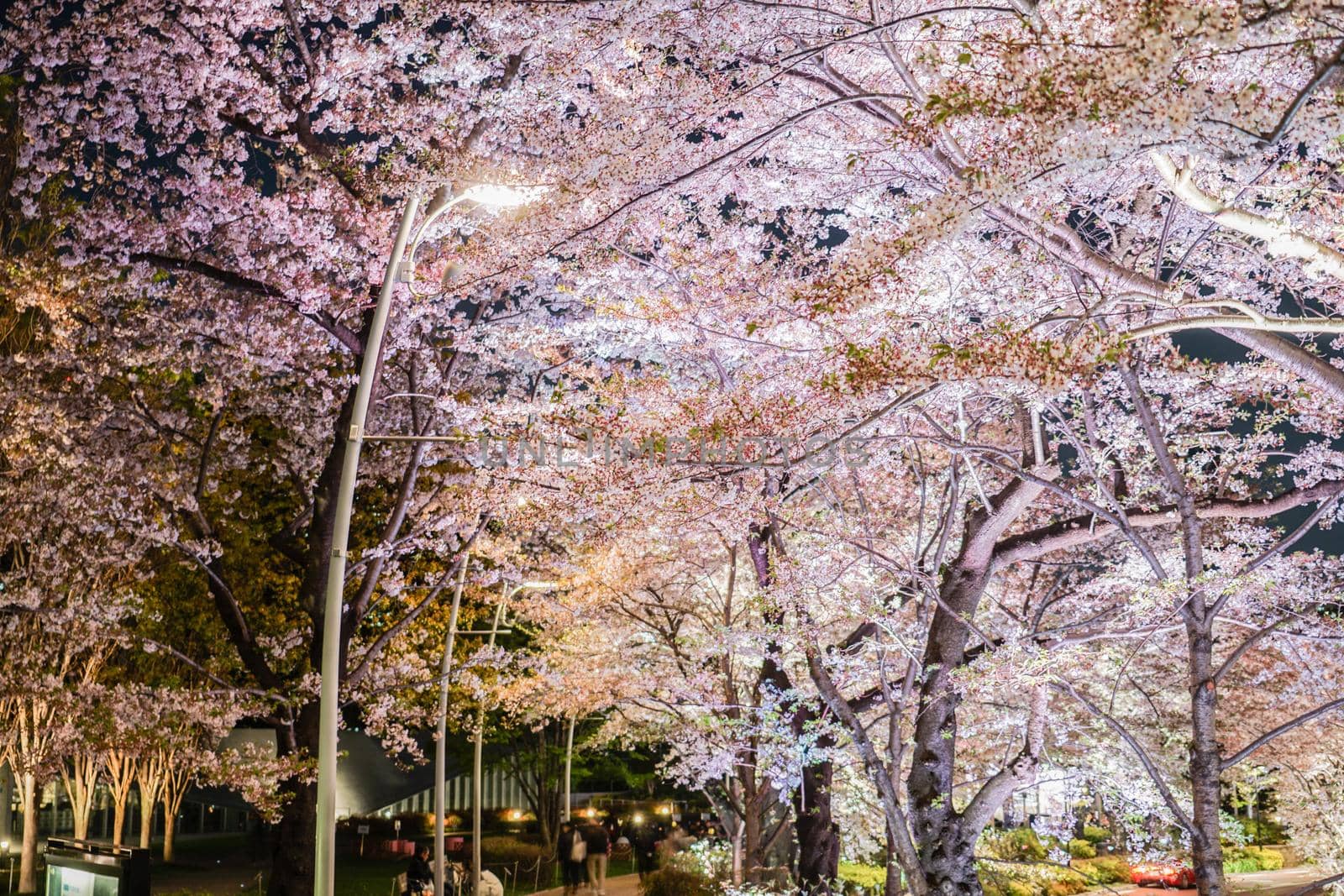 Cherry blossoms in Tokyo Midtown. Shooting Location: Tokyo metropolitan area