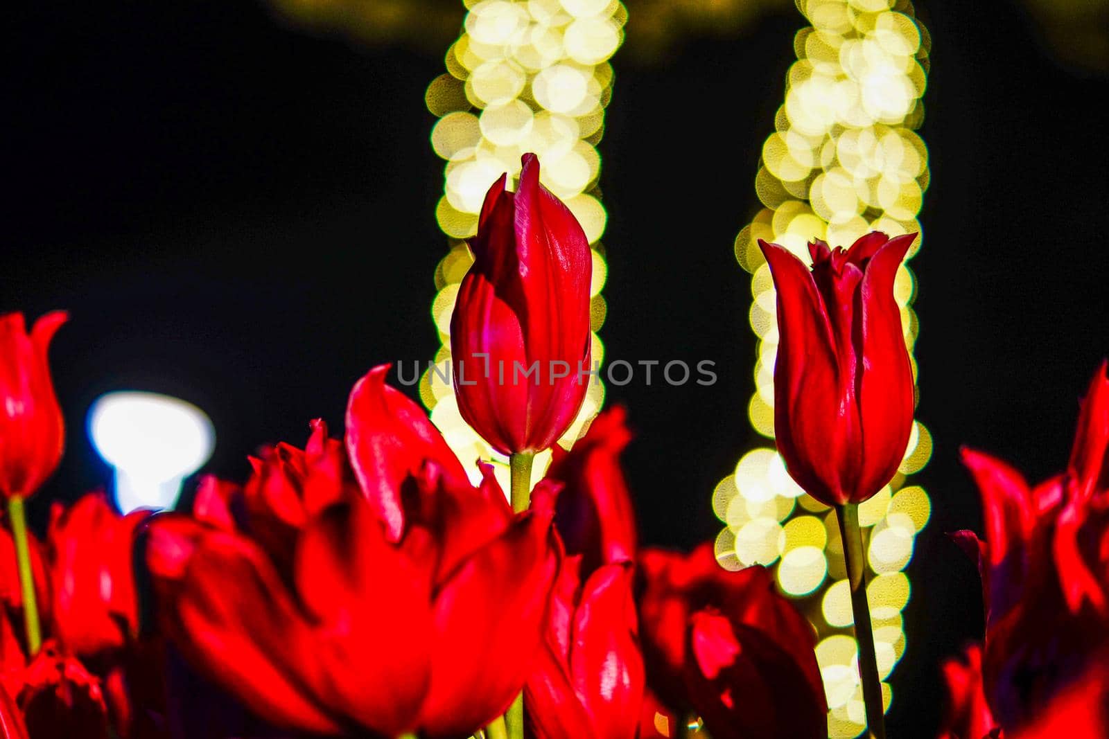 Red tulip and light spotlight. Shooting Location: Kamakura City, Kanagawa Prefecture