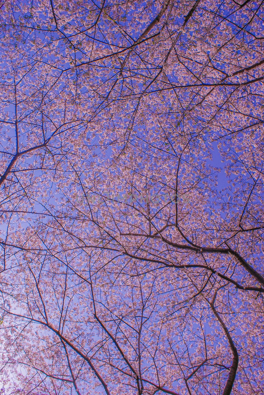 Cherry blossoms in full bloom (University of Technology). Shooting Location: Tokyo Chofu City