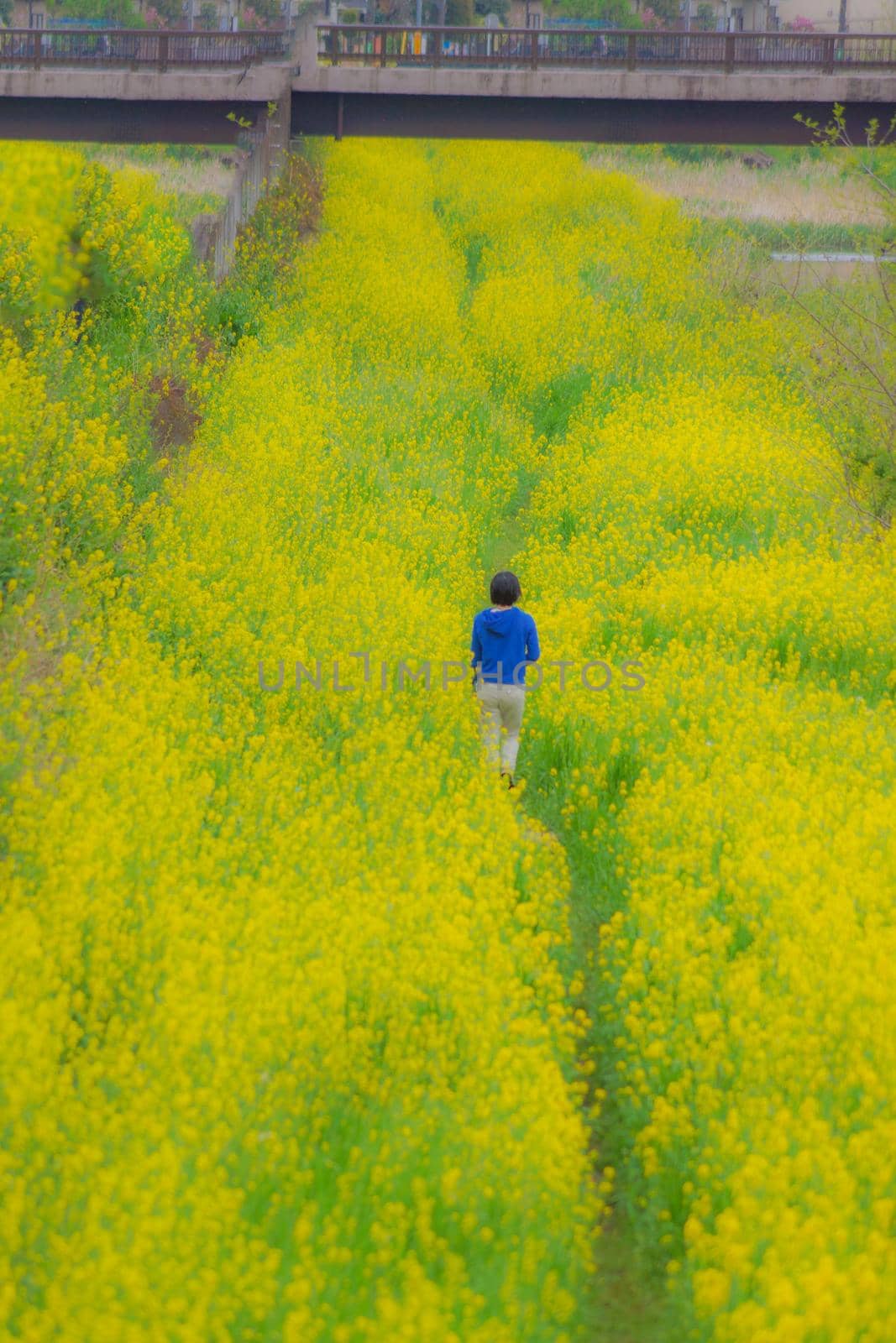 People walking on yellow vegetables flower field. Shooting Location: Tokyo Chofu City