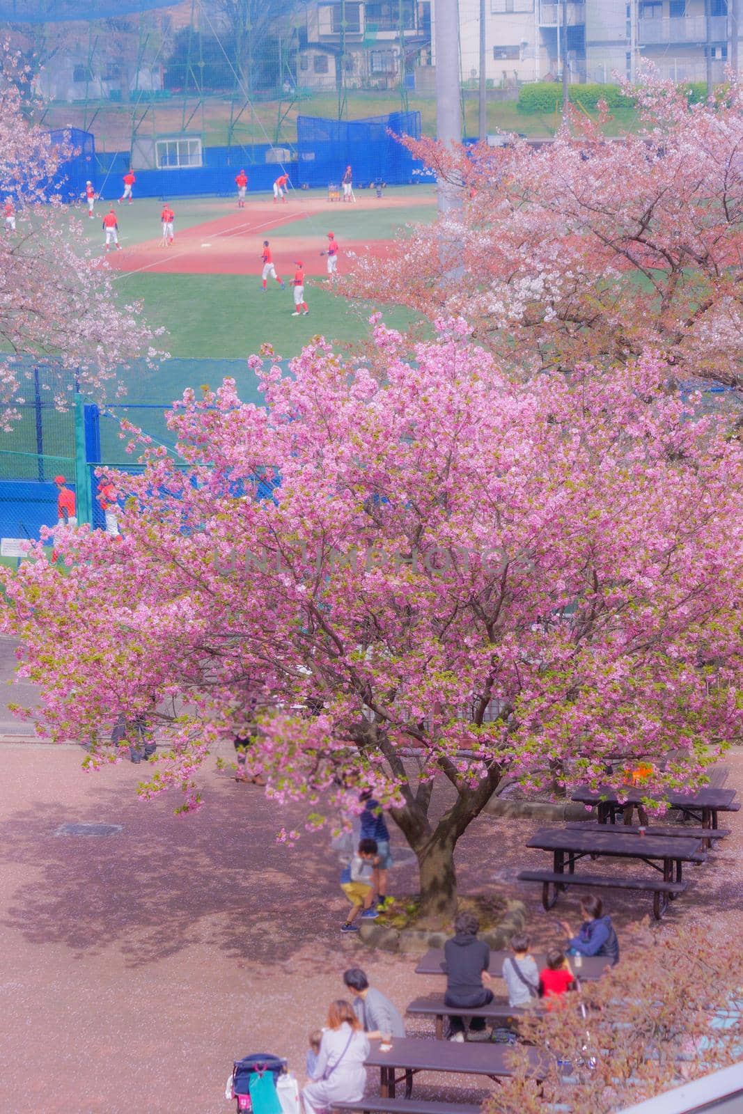 Spring landscape of Tama Plaza. Shooting Location: Yokohama-city kanagawa prefecture