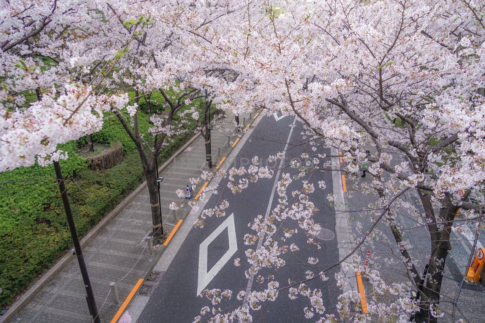 Roppongi 1-chome cherry blossom sakura. Shooting Location: Tokyo metropolitan area