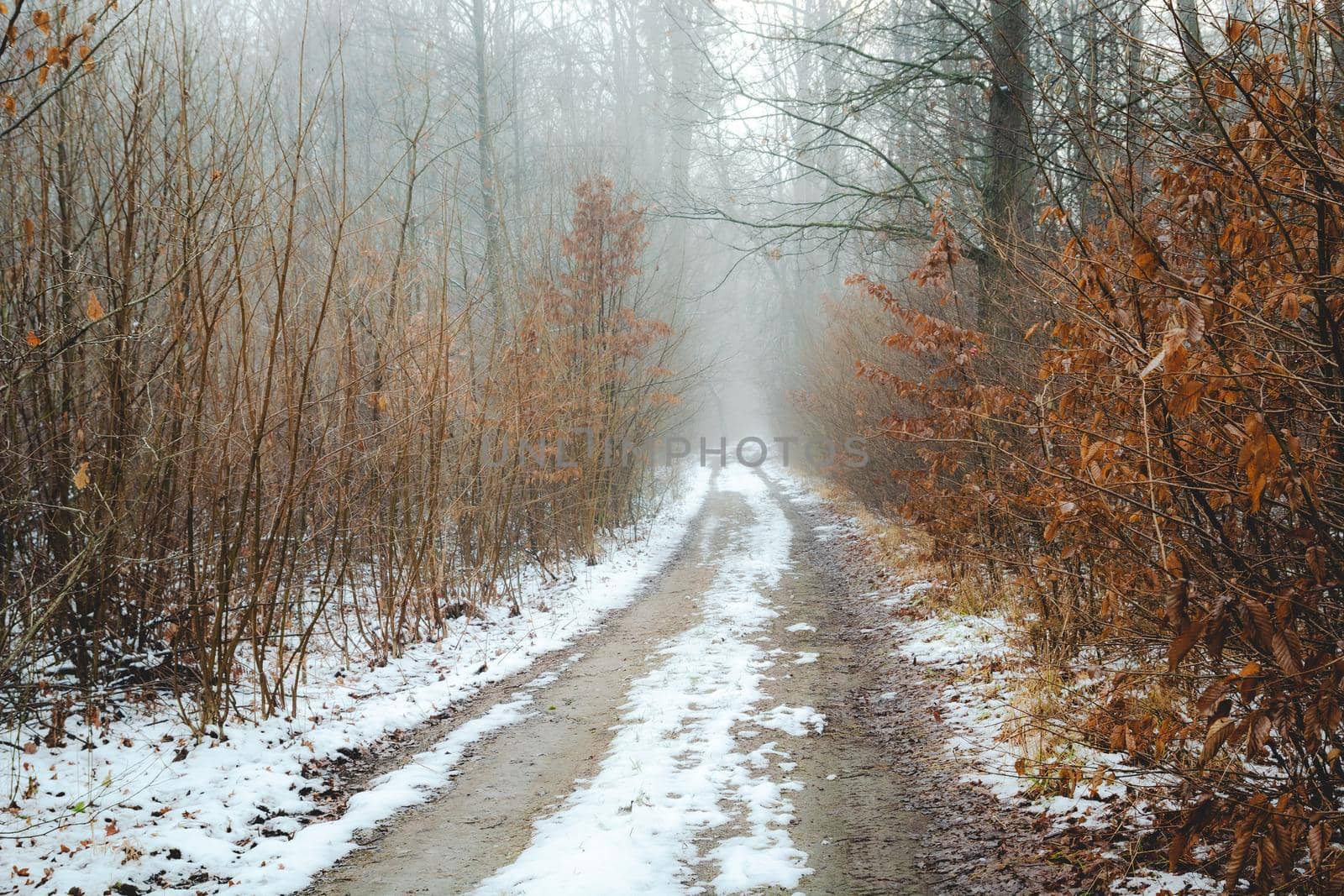 Dirt road through a misty winter forest, December day