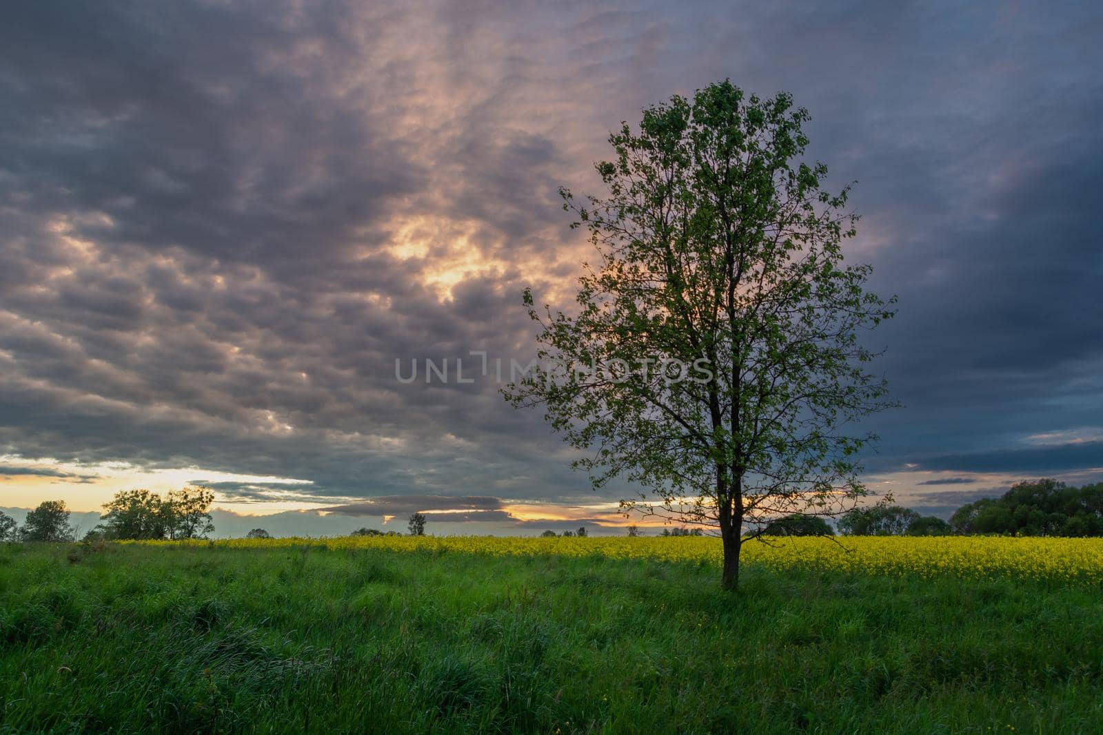 A tree in the meadow and the evening clouds after sunset, Zarzecze, Poland