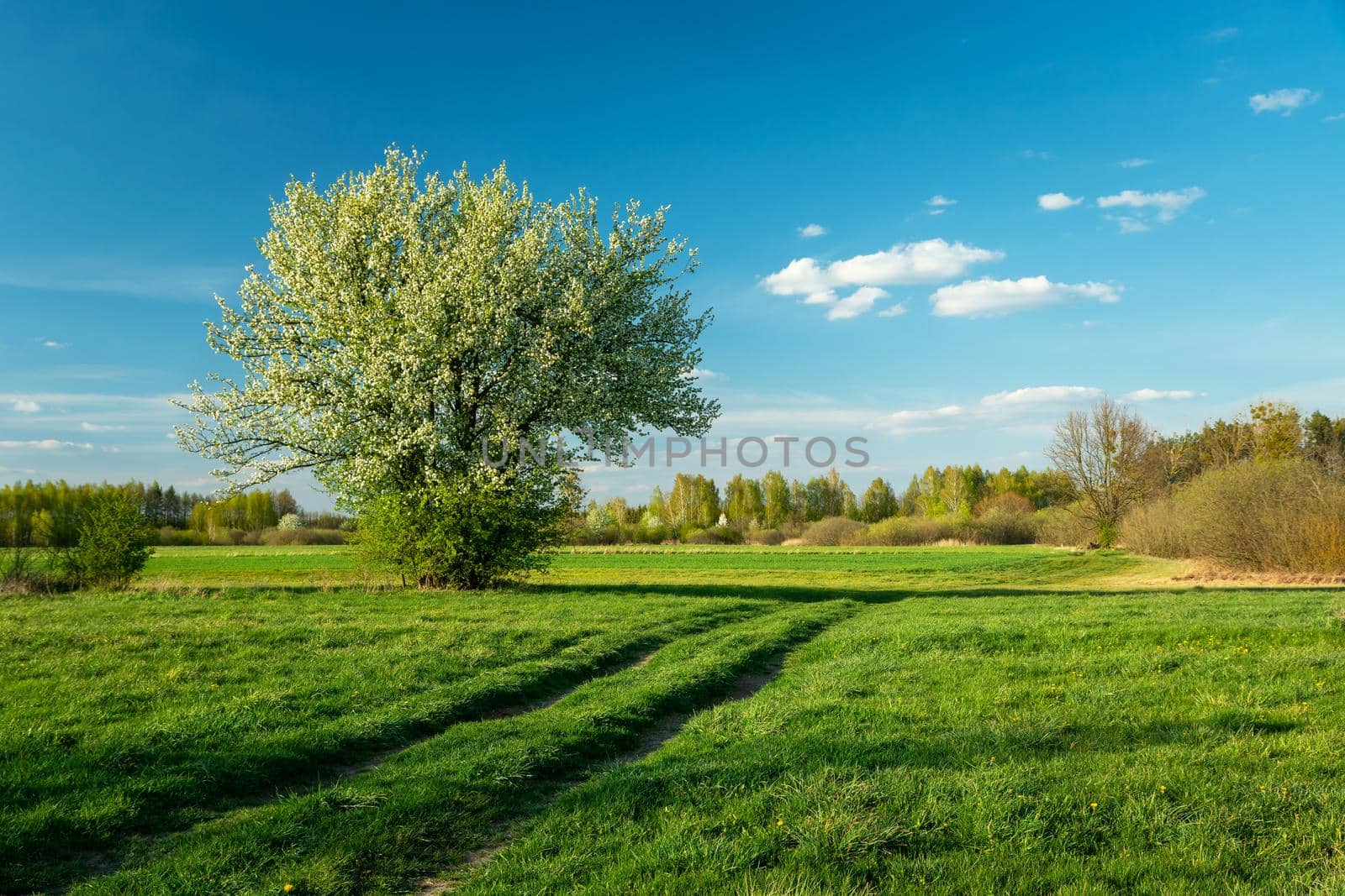 Blooming bush on a meadow with a dirt road, spring day