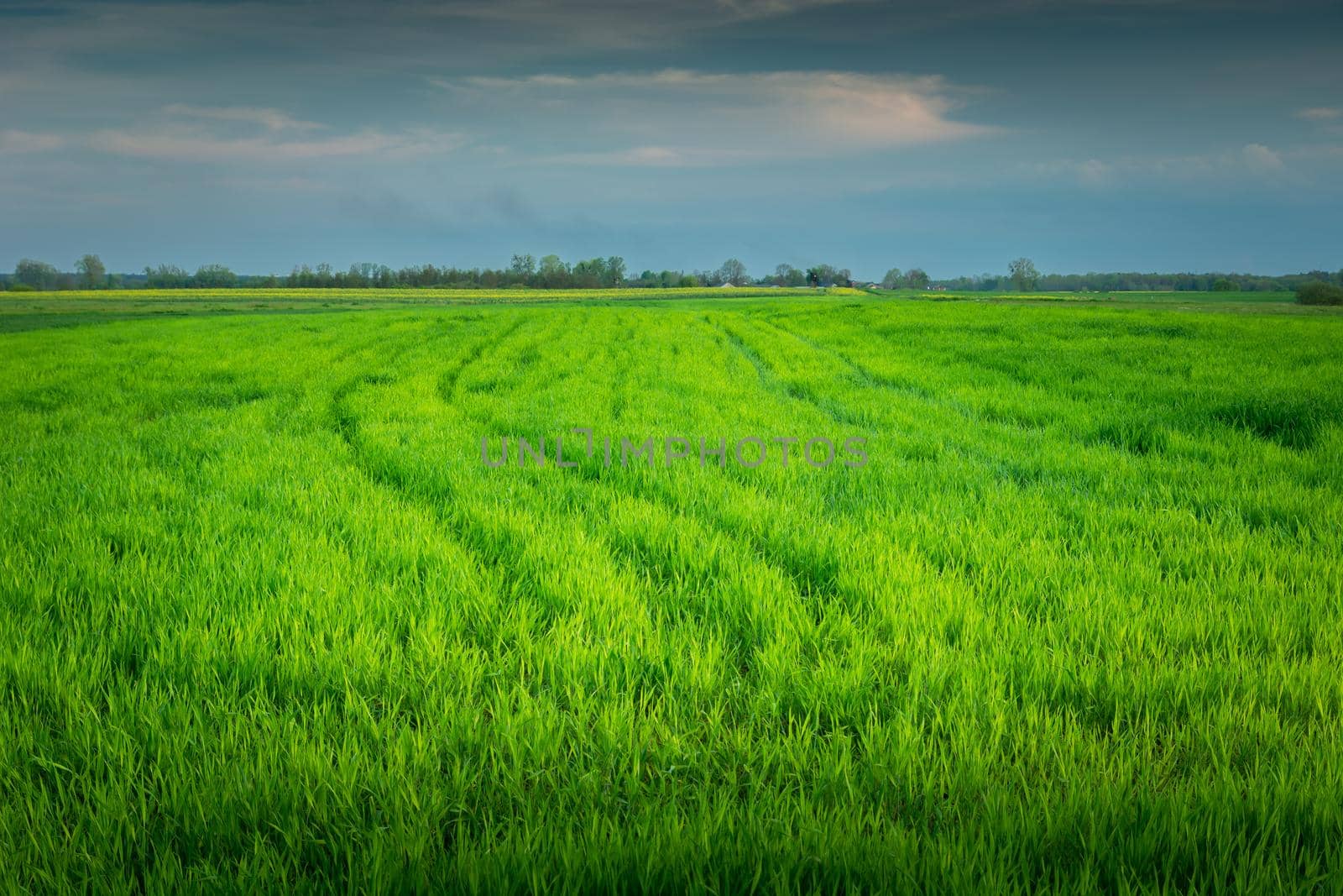 Large green field with young grain, spring day, Czulczyce, Poland