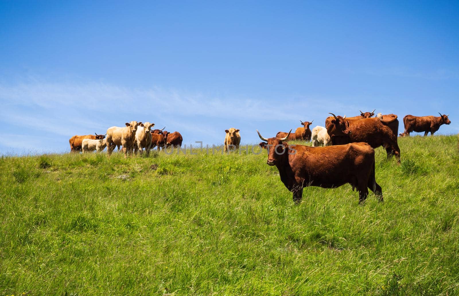 Salers cows in the pasture in Auvergne, France