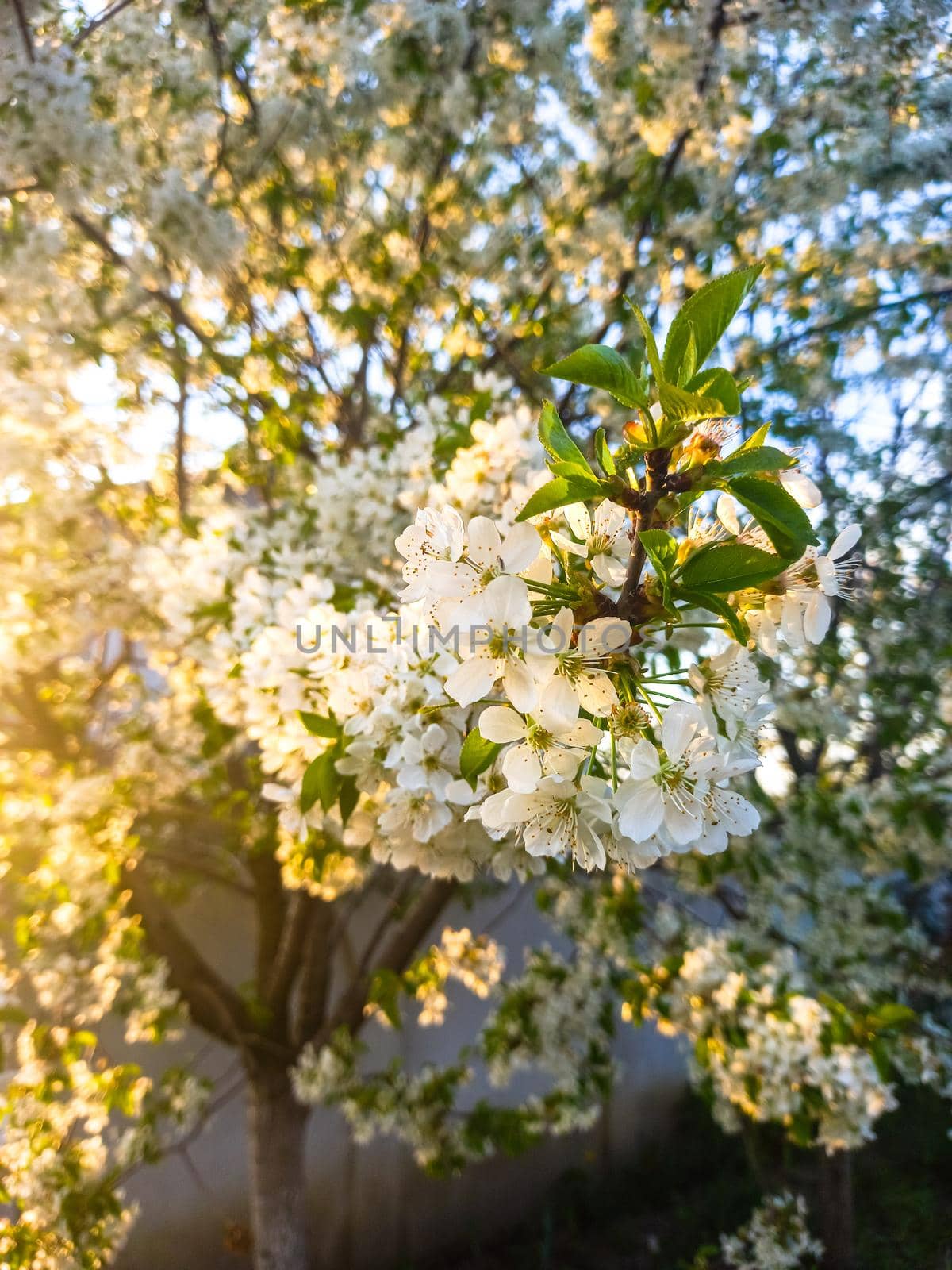 Spring time, blossom trees in the garden by vladispas