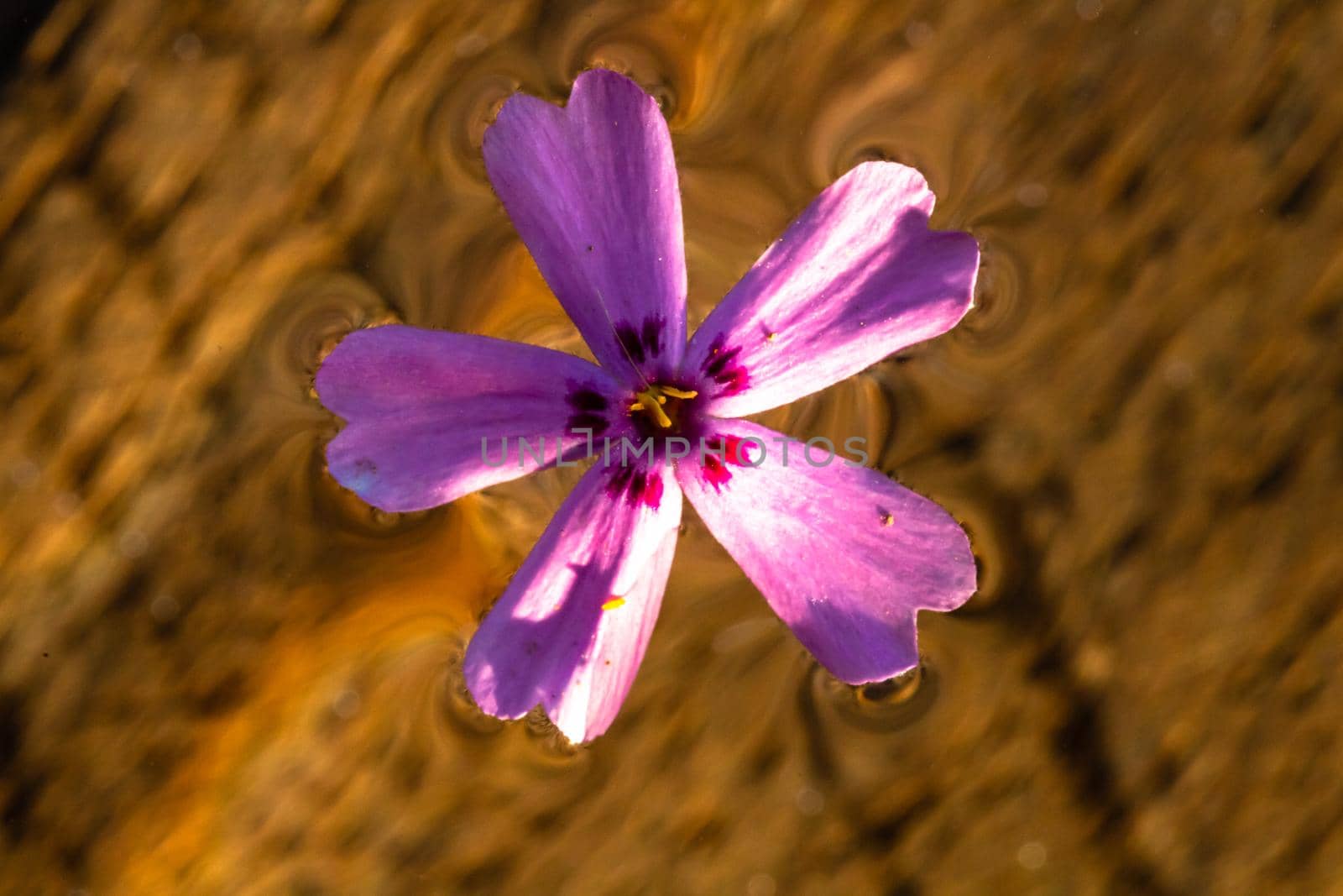 Macro shot of a light purple wild flower isolated on water by vladispas